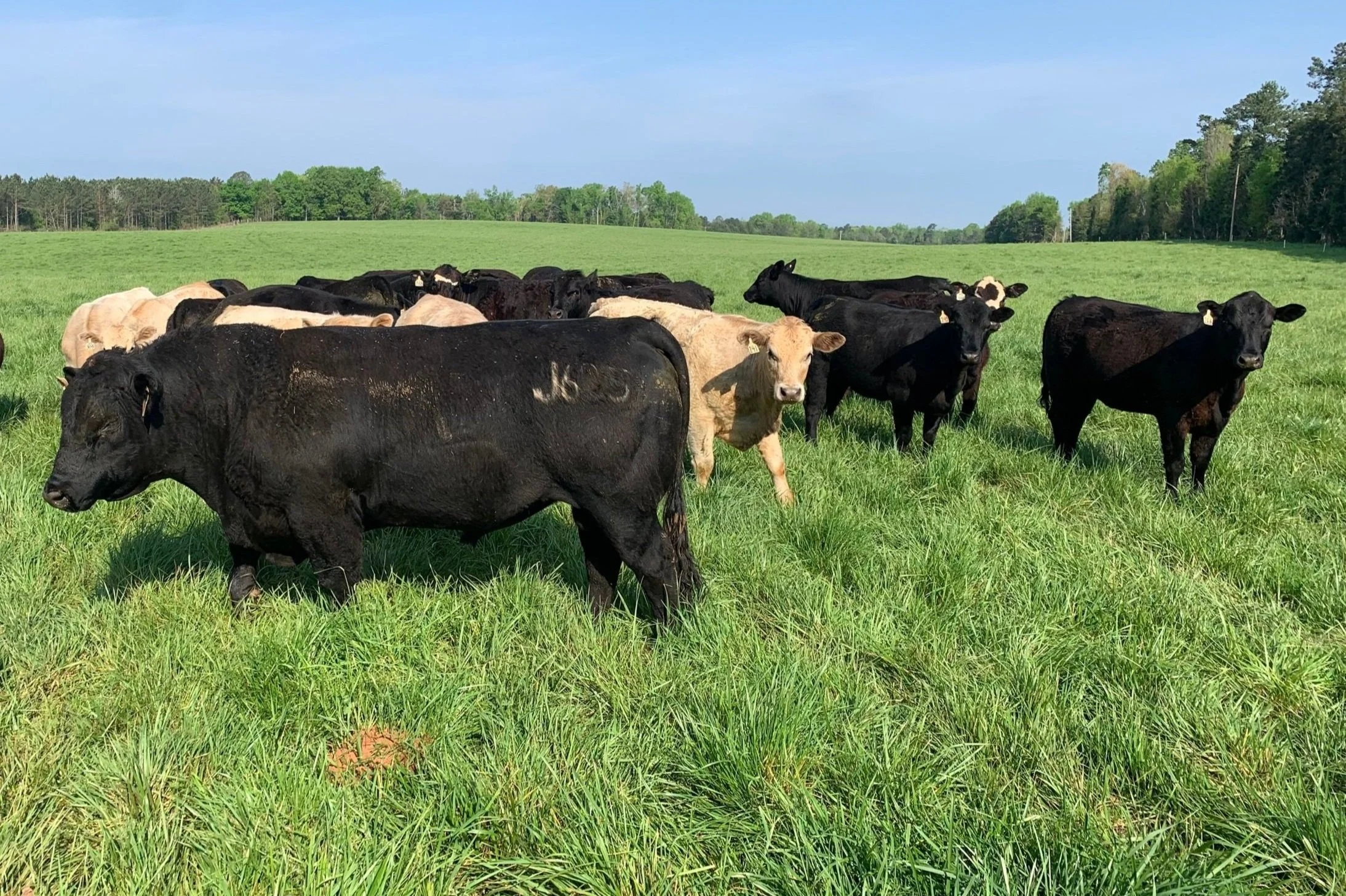 Bulls and cows in green field.jpg