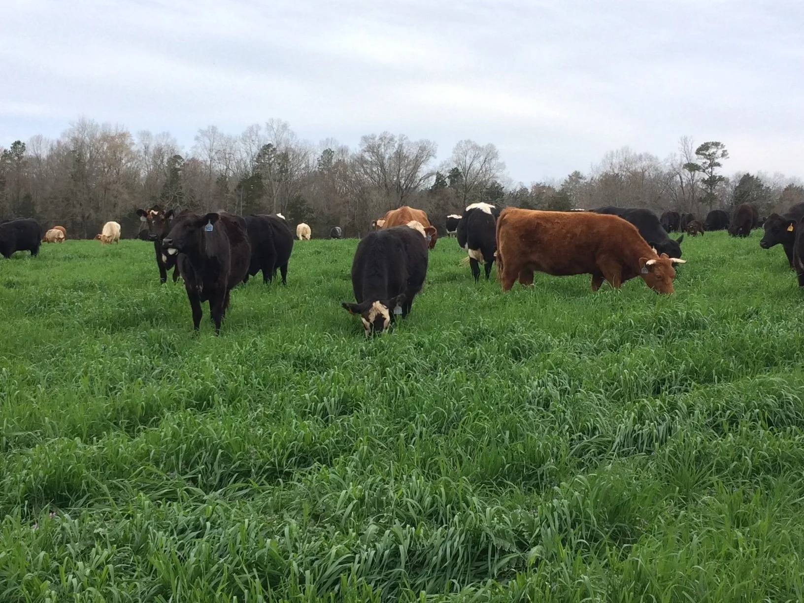 Beef cows on Grass.jpg