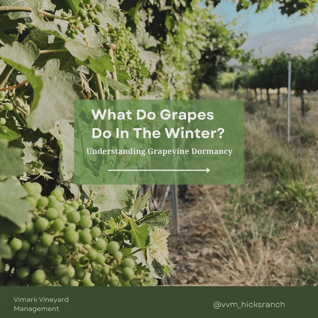 Grapes take naps too 😴 

Winter is the time to nurture grapes into world-class wines. This time is also called dormancy. 

But did you know vineyards providing grapes for any Sonoma winery will experience two phases of dormancy during the winter mon