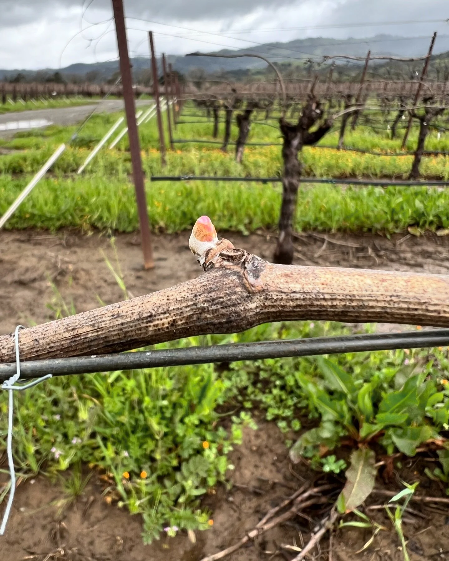 Any day now 💐

#spring #sonomacountywinegrowers #farming #sustainability