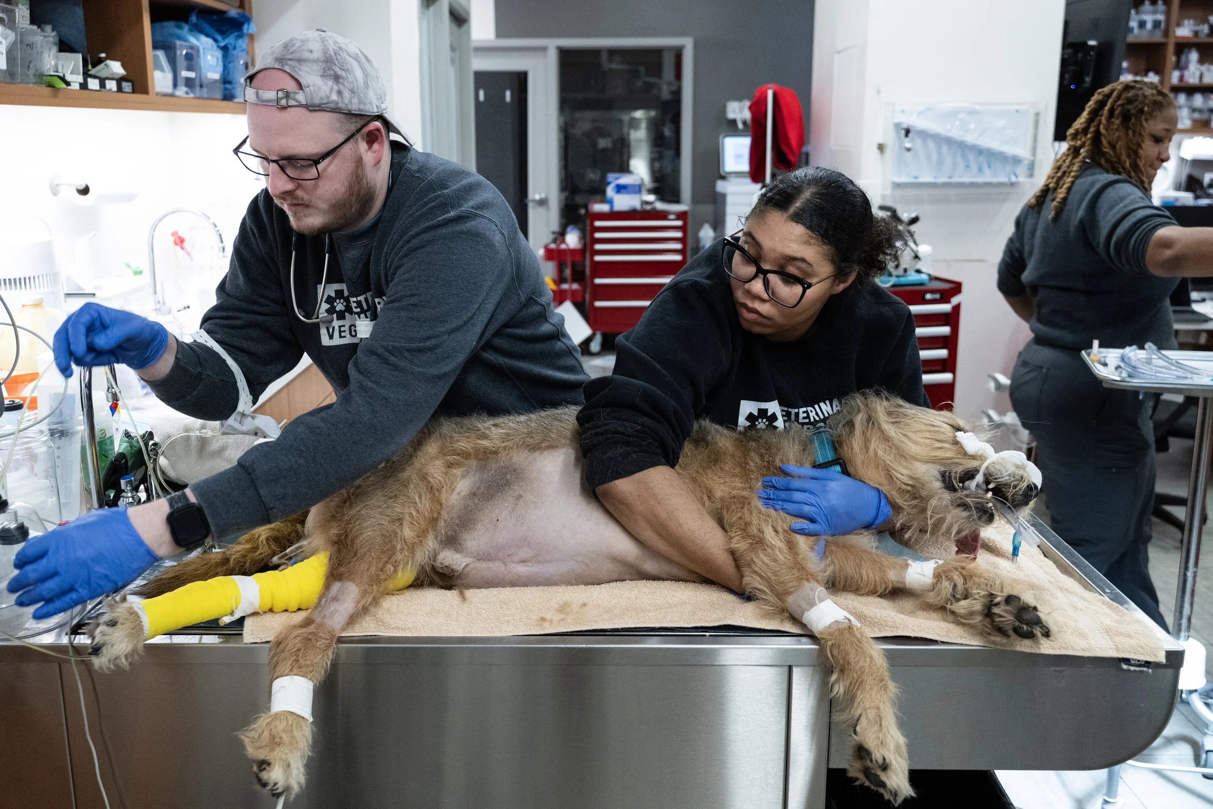 Veterinary assistant Spencer Goldsmith and veterinary assistant Kay Gibbs, help prepare Irish Wolfhound Griffin for an emergency splenectomy late at night Dec. 3, 2024, at Veterinary Emergency Group 24-hour clinic on H Street Northeast in Washington,