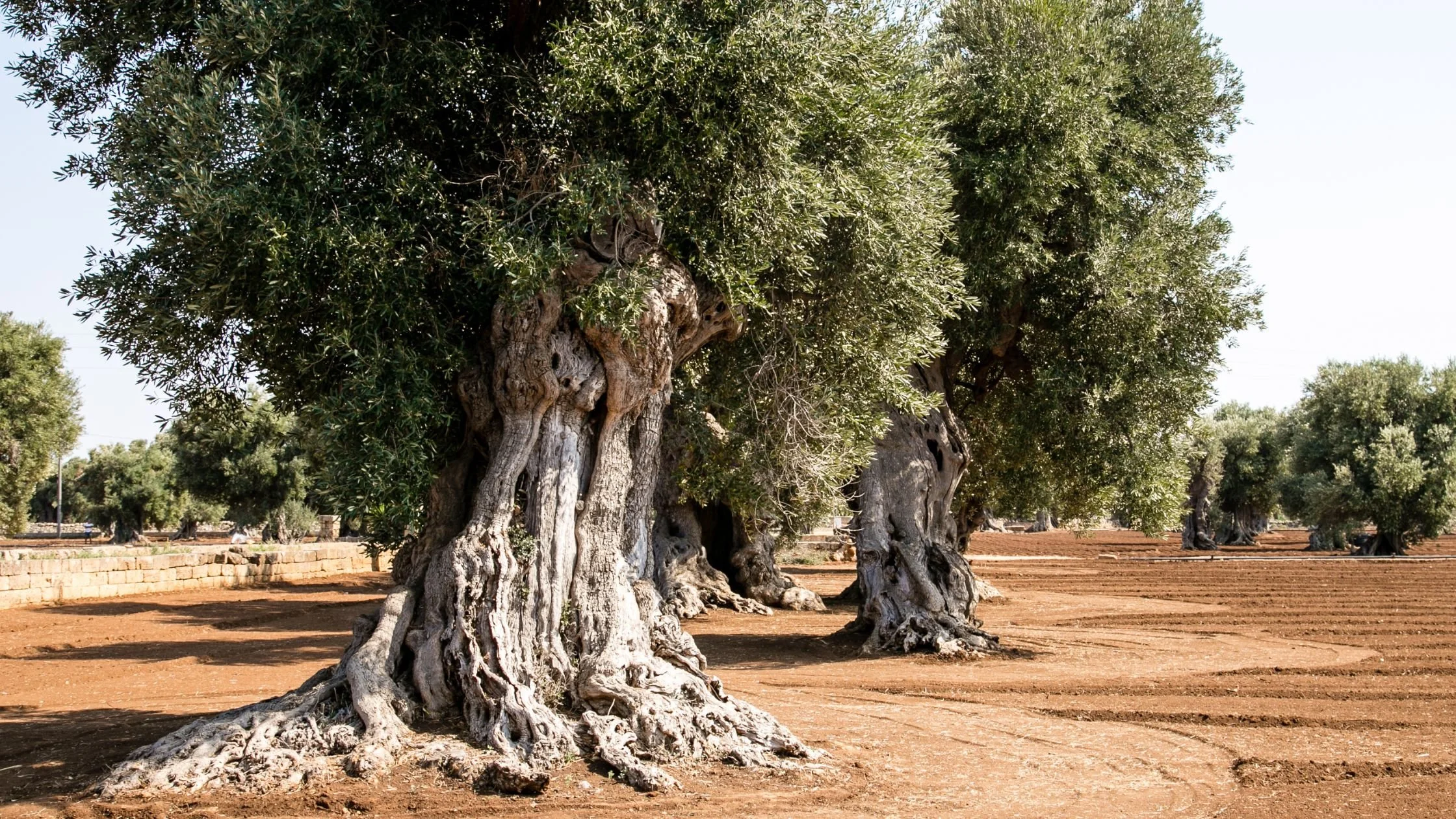 Olive Groves in Puglia: How to Experience Them Properly