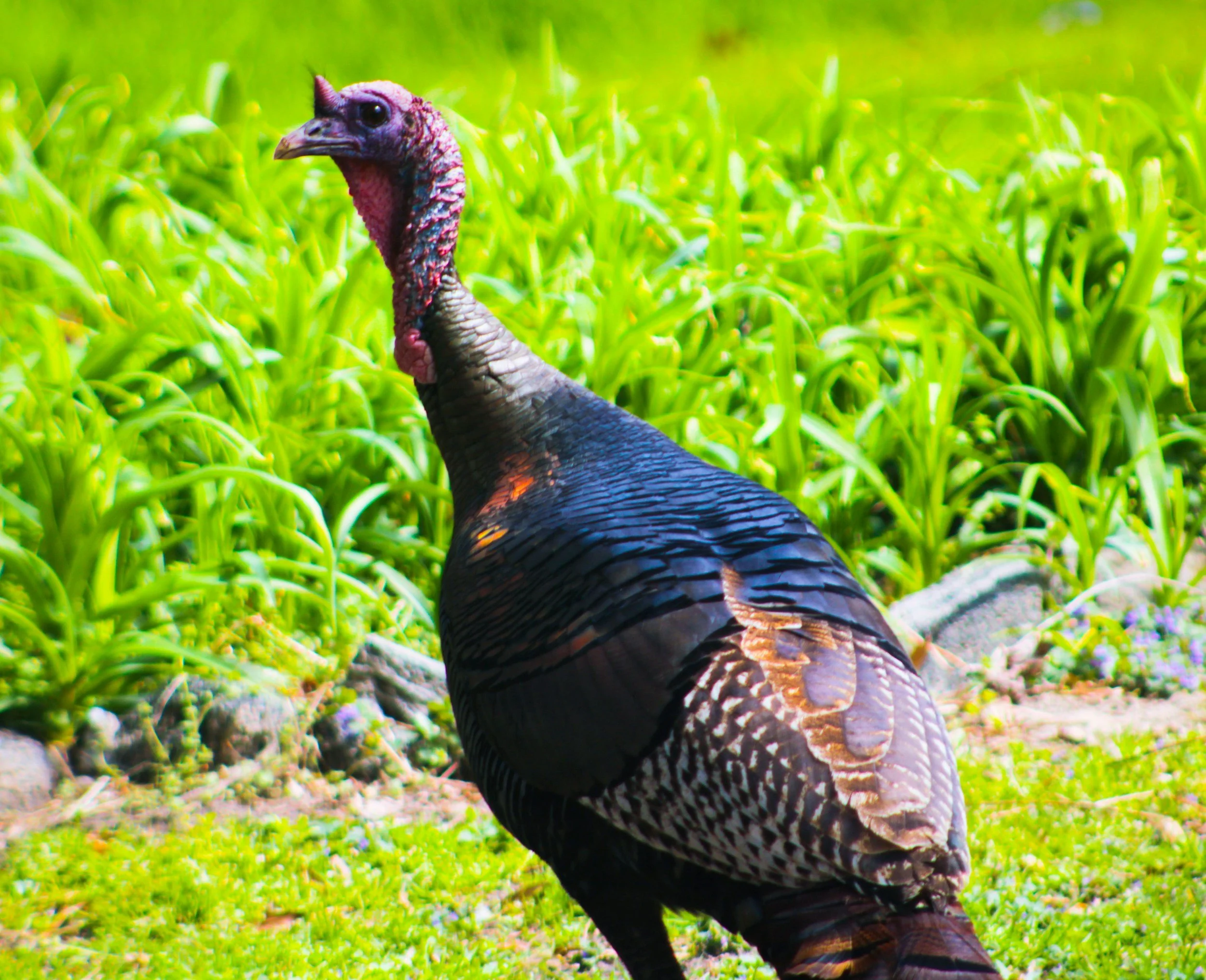 The turkey’s a little ‘dry’, got a spice for that?