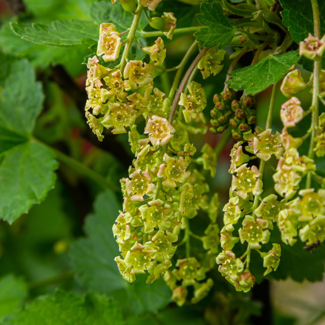 Red Currant (Ribes rubrum) — Perennial Yield