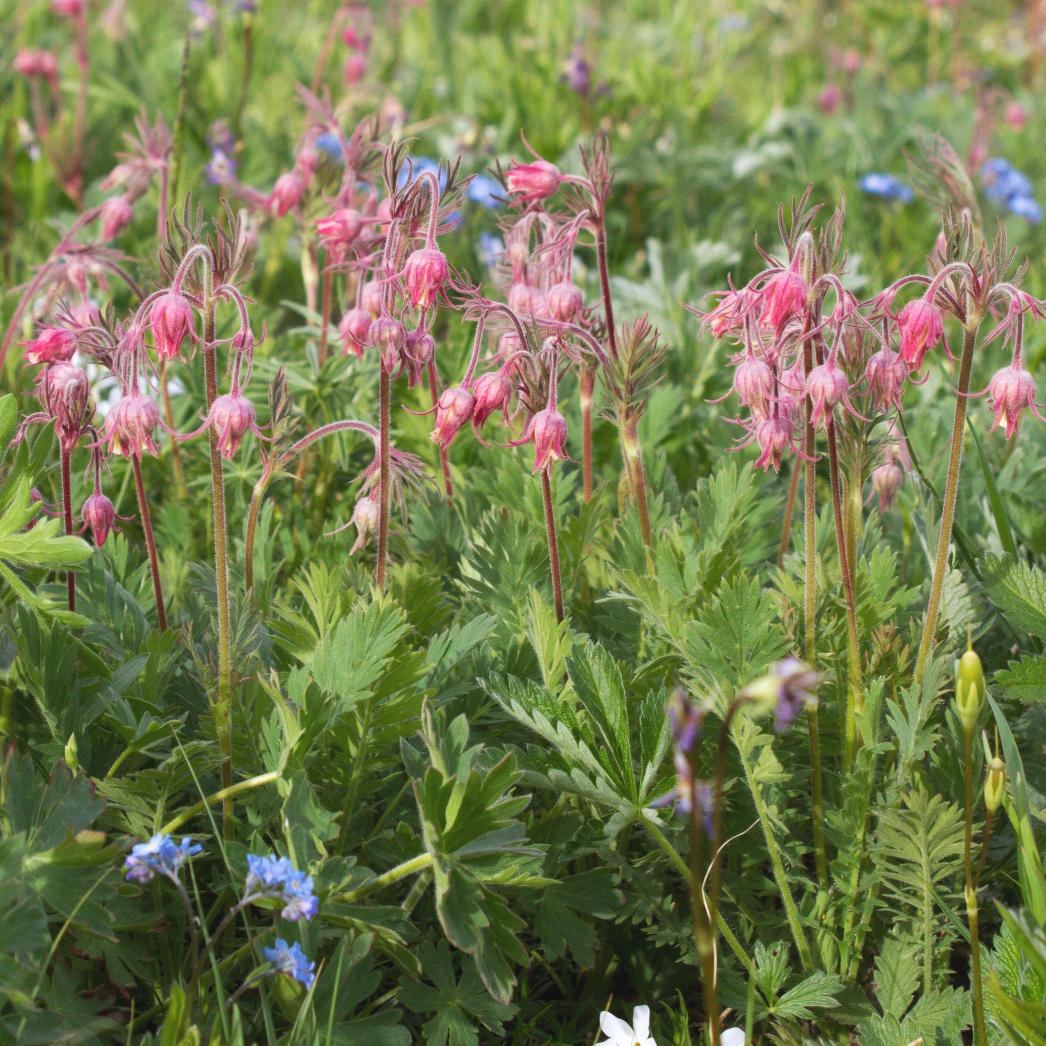 Prairie_Smoke_-_Geum_triflorum_%28bac24c04-5d1b-4bbd-a657-f44ec1ef8682%29.jpg