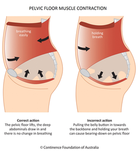 The Pelvic Floor and Core Exercises | Why It Matters