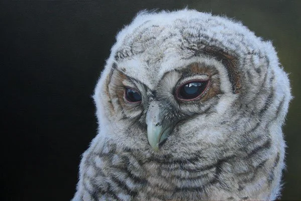"Young tawny owl" 40cm x 60cm Acrylic (sold)