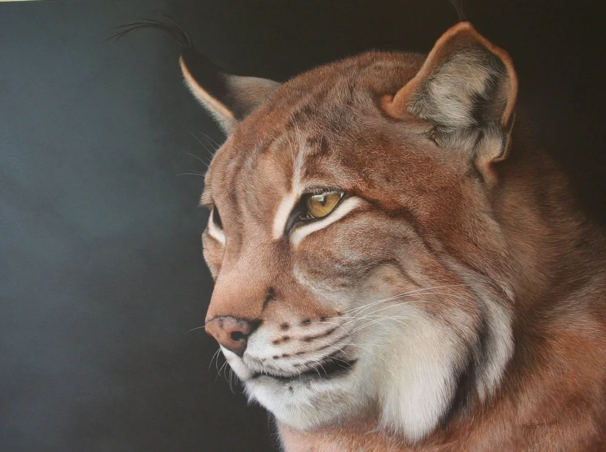 "Lynx" 60cm x 80cm acrylic (Sold)
