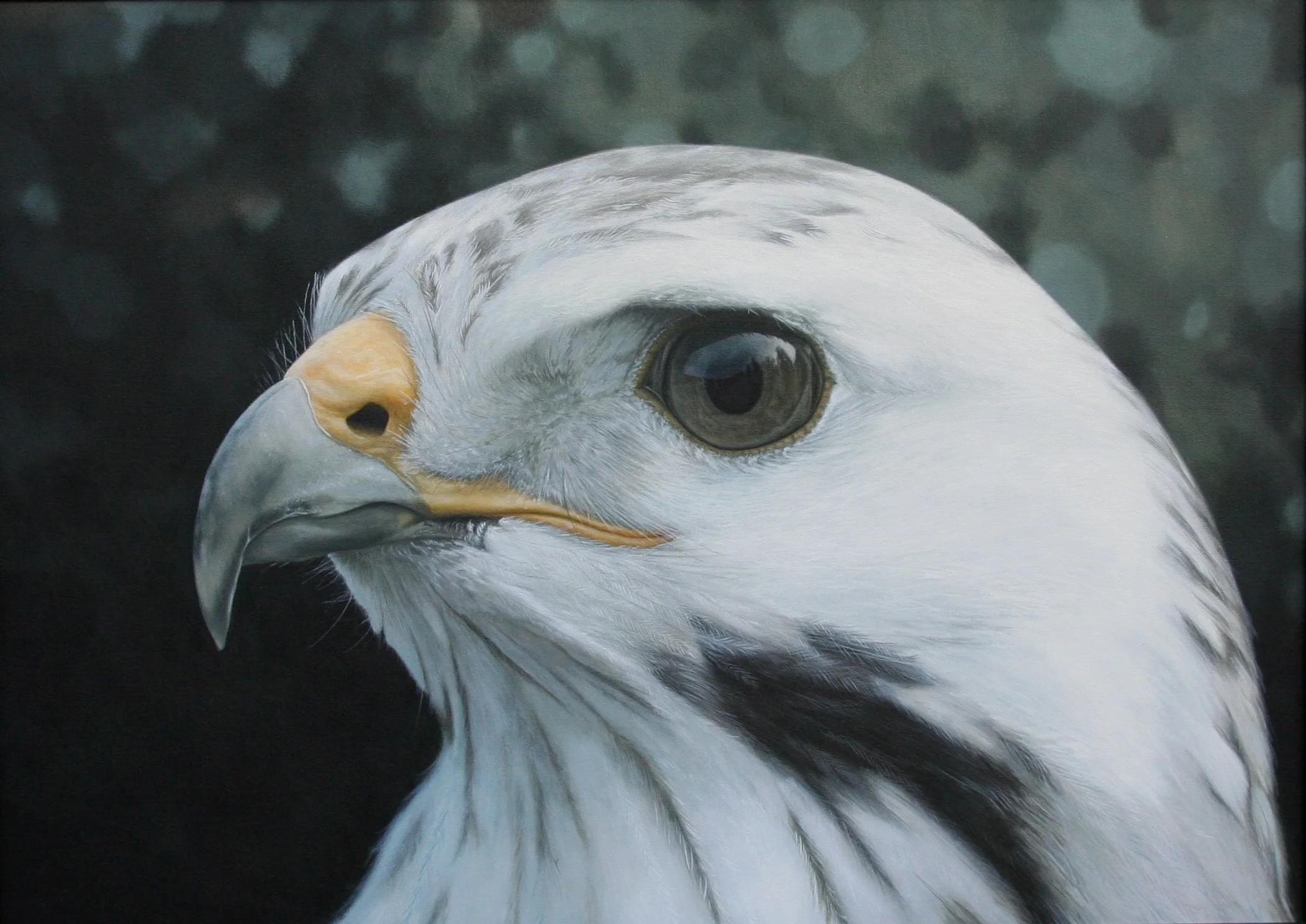"Bussard" 50cm x 70cm Acrylic (sold)
