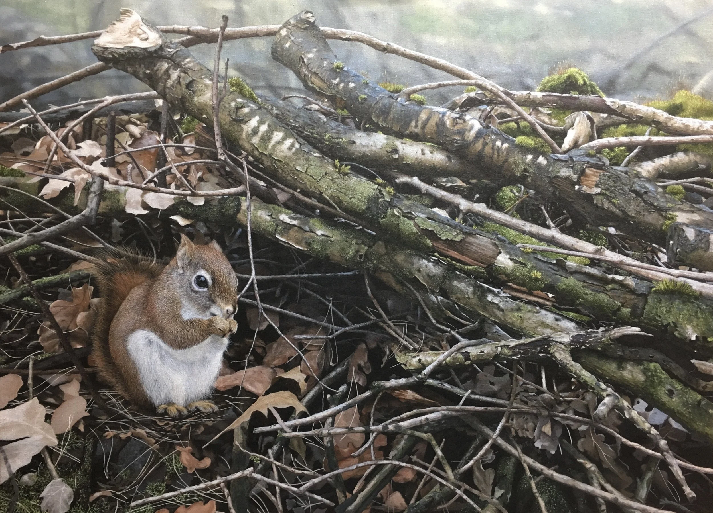 "Hudson squirrel" 60cm x 80cm (sold)