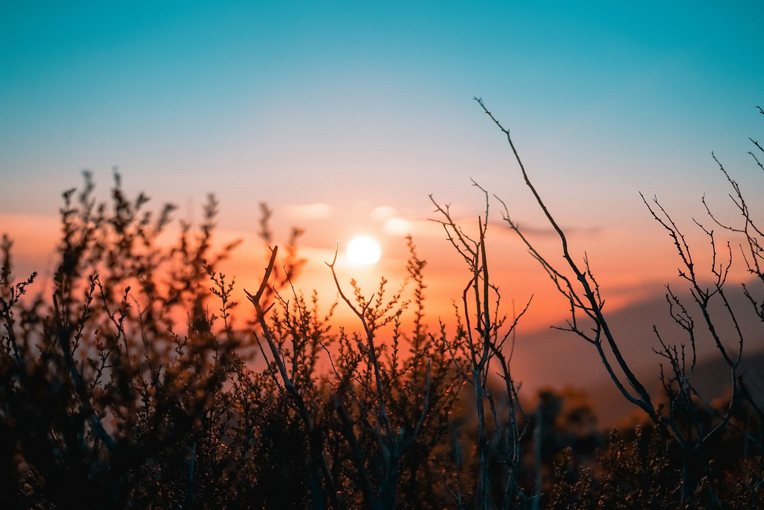 Elevate Your Day