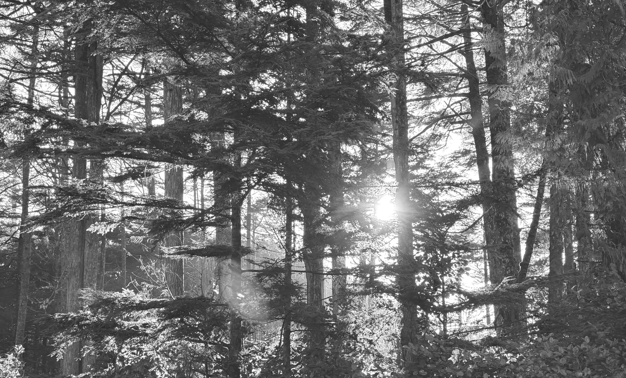 A black and white photo of a dense forest with tall trees and sunlight streaming through the branches.