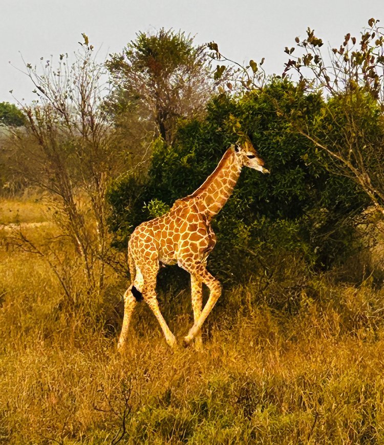 Kruger+-+46.jpeg