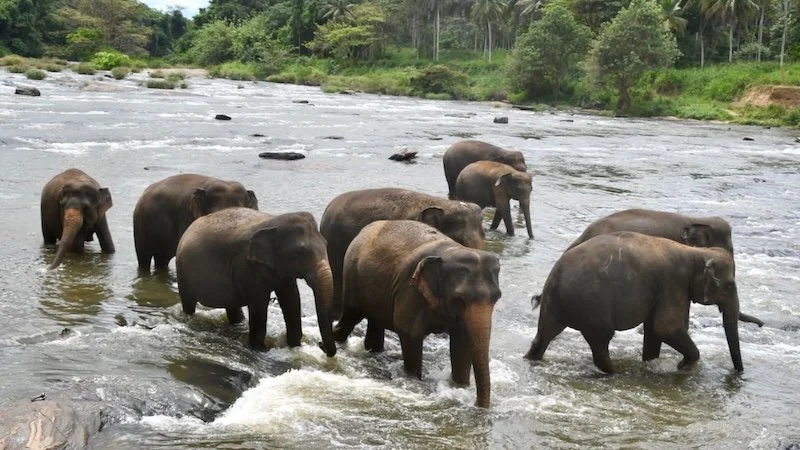 Sri Lanka - 8.jpeg
