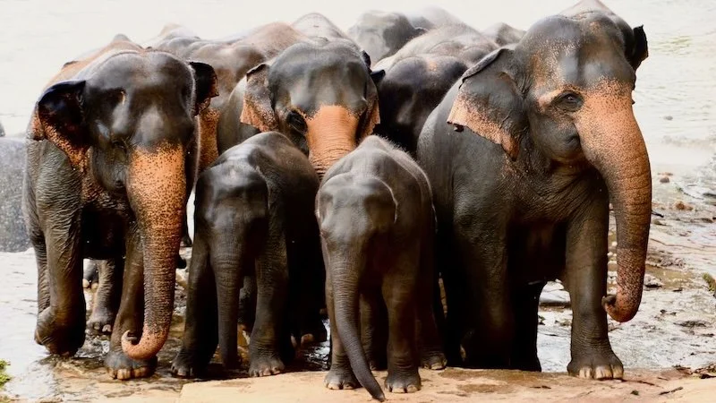 Sri Lanka - 22.jpeg