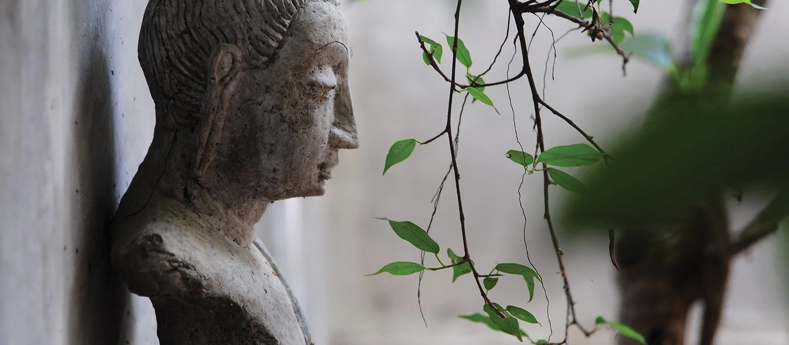 A weathered stone bust of a woman's profile mounted on a wall surrounded by green plant leaves.