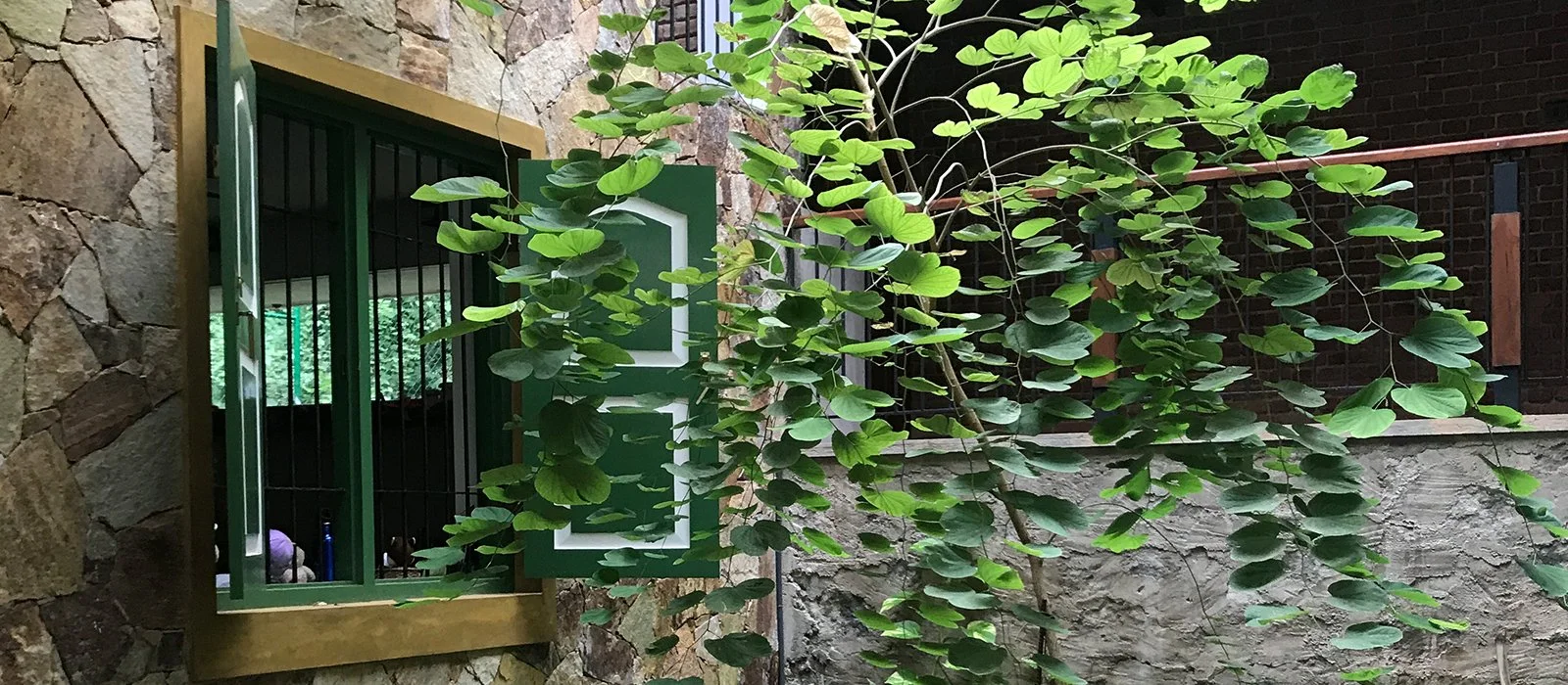 A window with green shutters open, showing the interior of a room with a bar counter, bottles, and a curtain with a pattern, beside a stone wall and a lush green vine growing nearby.
