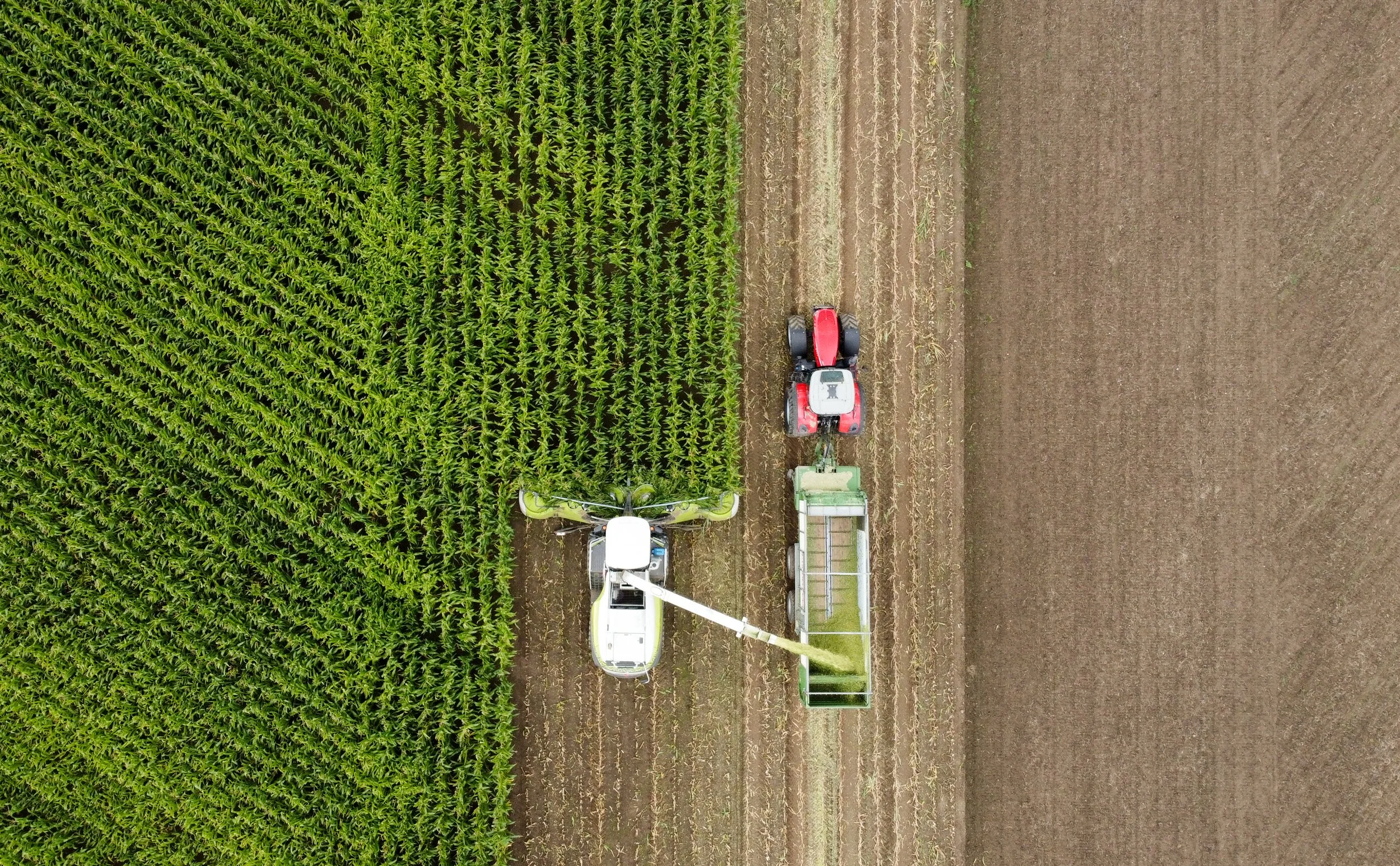 Vogelperspektive auf einen Traktor, der auf einem Feld Mais erntet, mit einem Anhänger, der geerntetes Material trägt, während daneben ein ungenutztes Feld liegt.