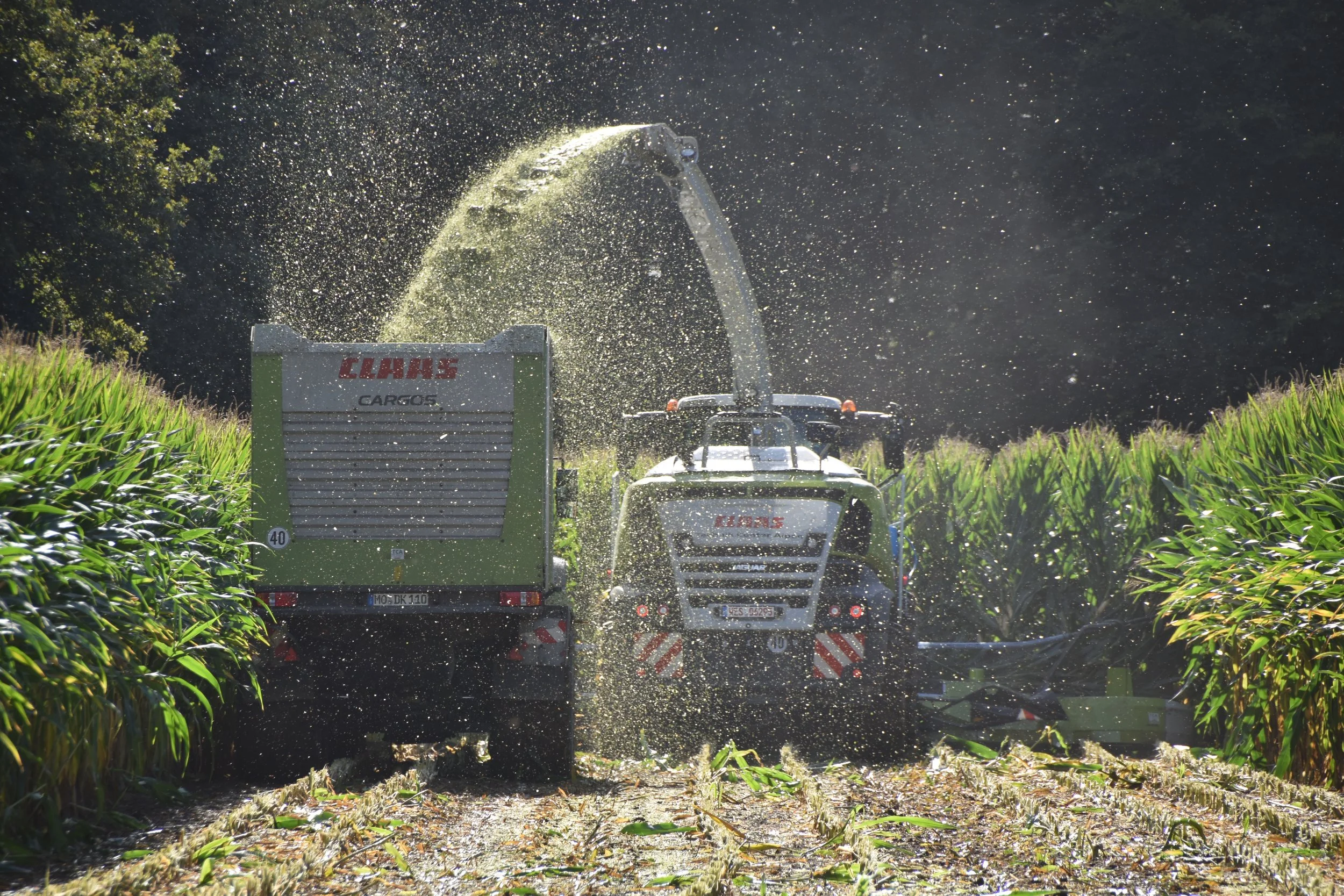 Landwirtschaftliche Maschine bei der Ernte im Maisfeld, sprüht Wasser oder Dünger auf die Pflanzen.