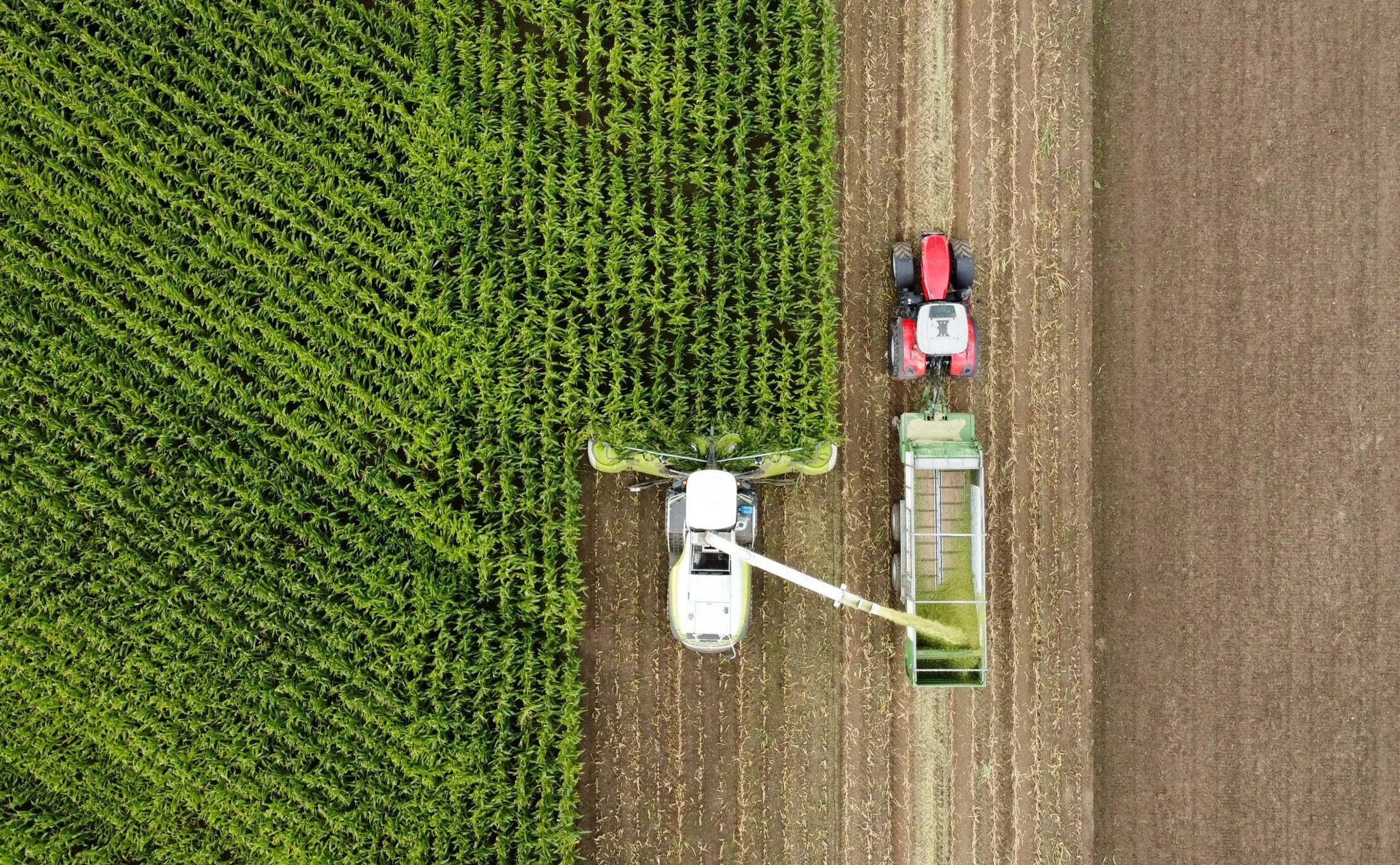 Vogelperspektive eines landwirtschaftlichen Feldes mit einem landwirtschaftlichen Traktor, der Getreide erntet, und einem Anhänger, im Gegensatz zu einem Feld mit hohem Maispflanzen.