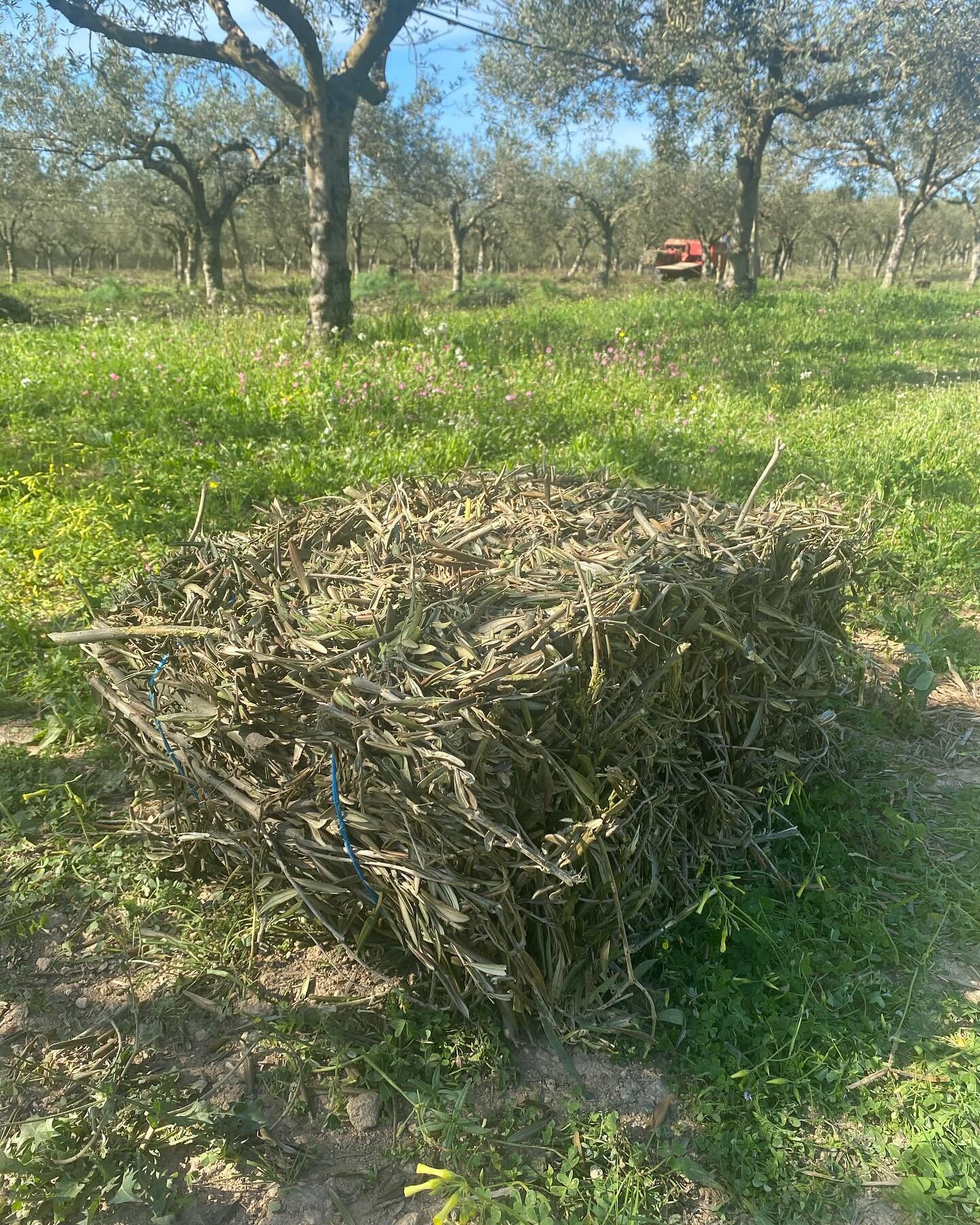 A lovely quick trip to see the olive grove this week. It&rsquo;s pruning time and these clippings are now baled and used in pizza ovens nearby. Nothing is wasted in organic, olive oil farming. #treetotable #organicoliveoilfarm #pizzalover #extravirgi