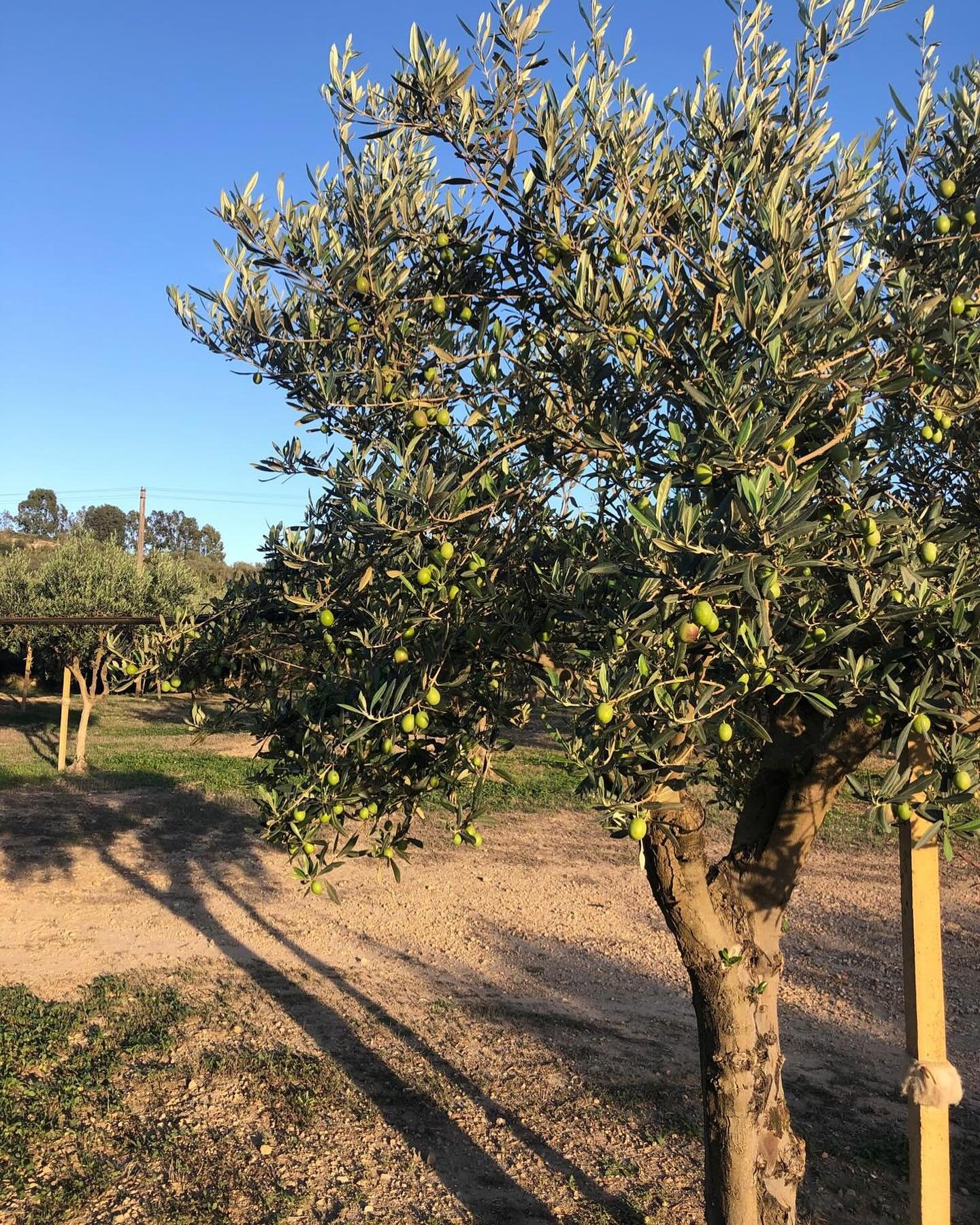 It&rsquo;s never easy to show the full beauty of olive trees in a photo but suffice to say the trees are ready for the 2024 harvest to start this week. #oliveharvest #EVOO #racaliaoliveoil #singleestateoliveoil #familyfarming #healthyfood #polyphenol
