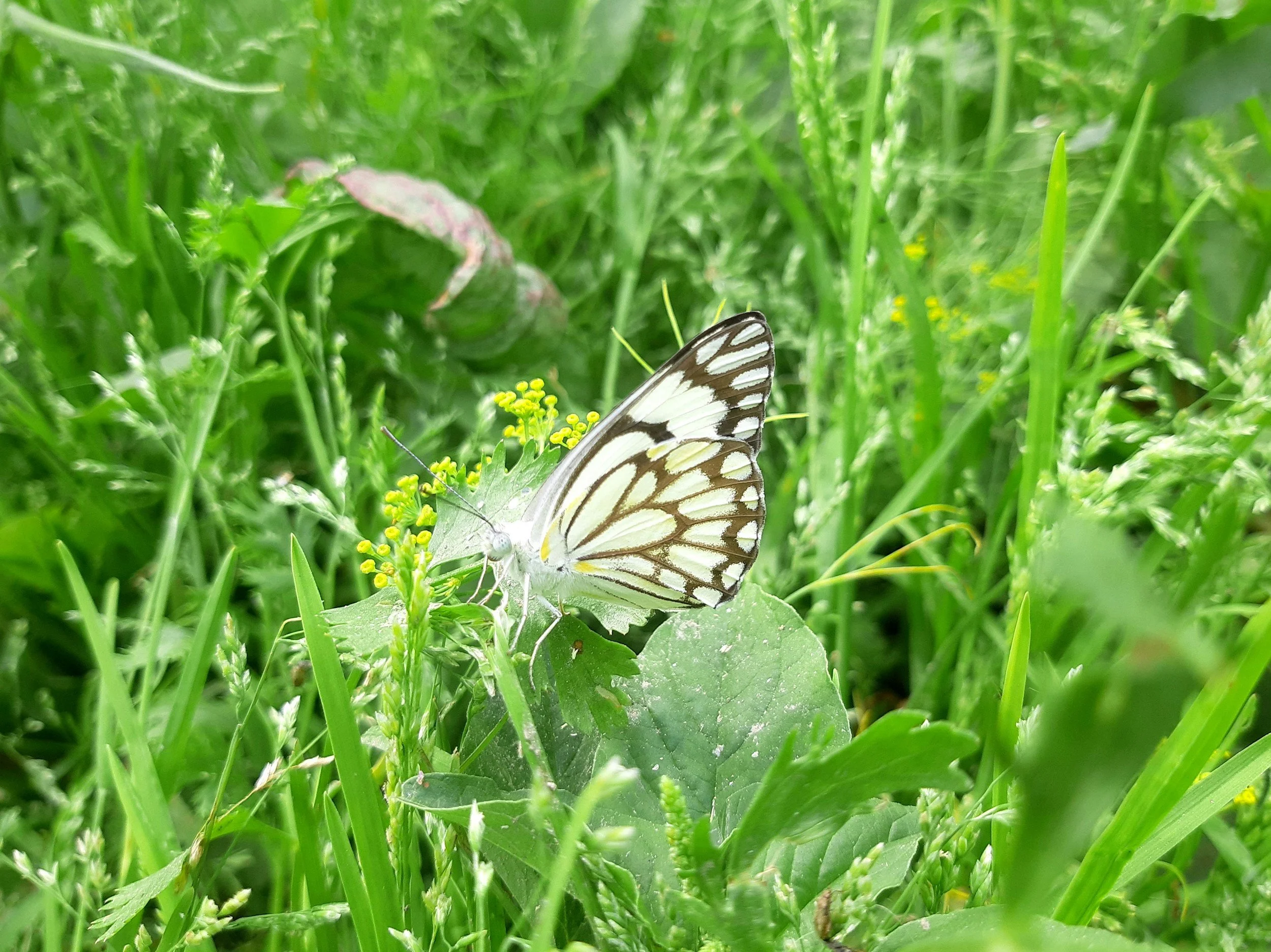 Habitats & Heritage