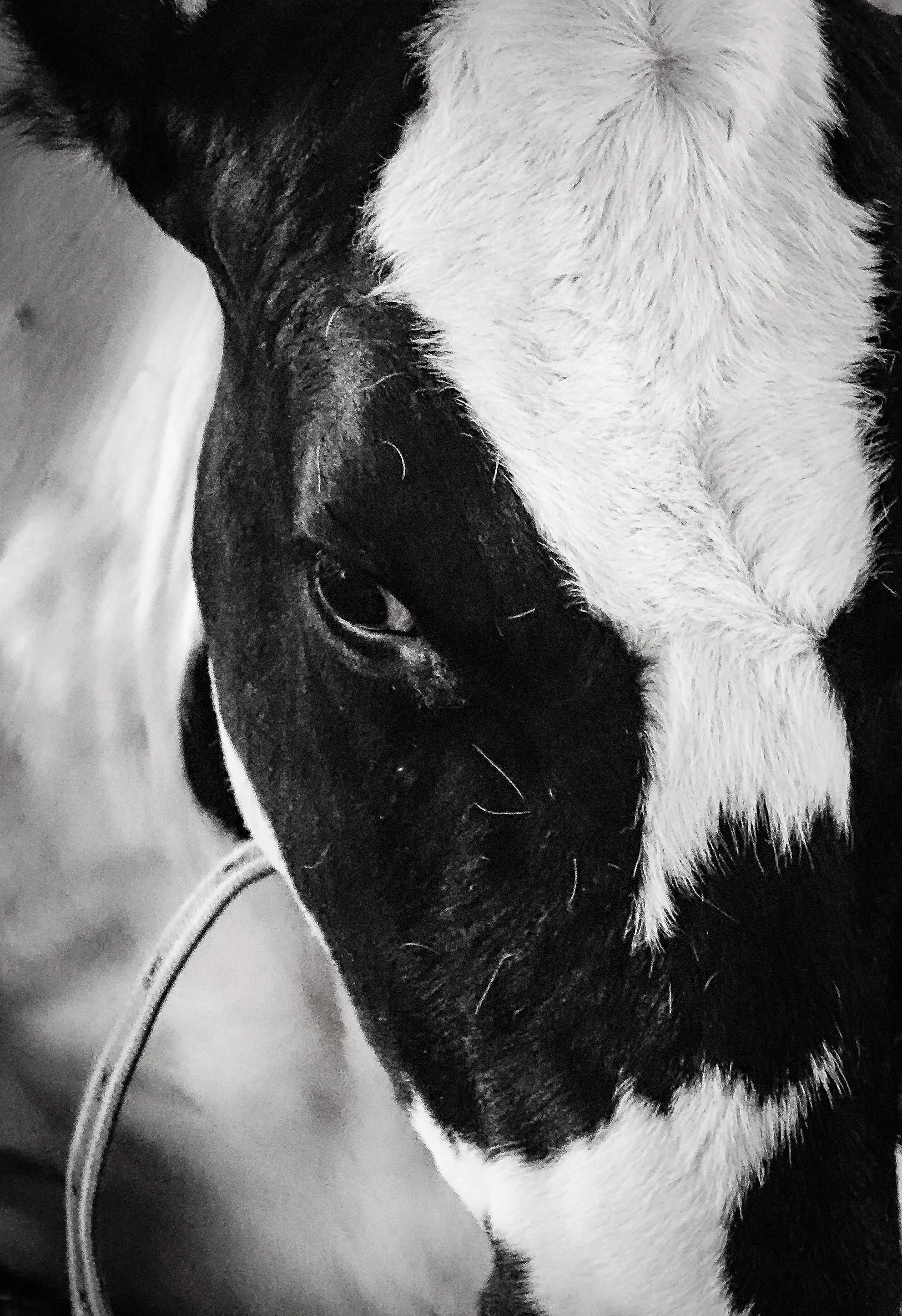 Livestock, Kvitnes Gård In Vesterålen