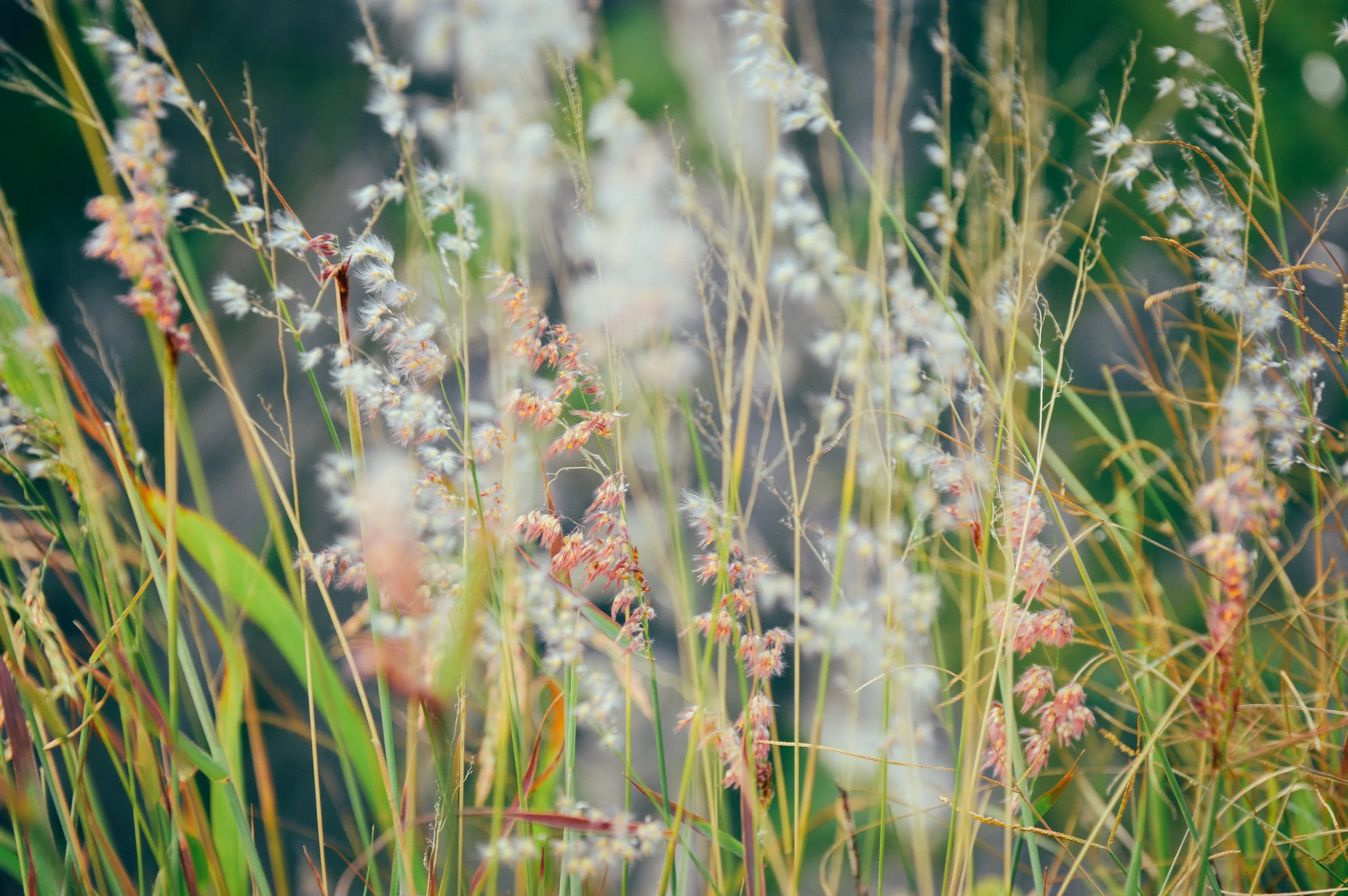 Wild Flowers, Downrope Viewpoint