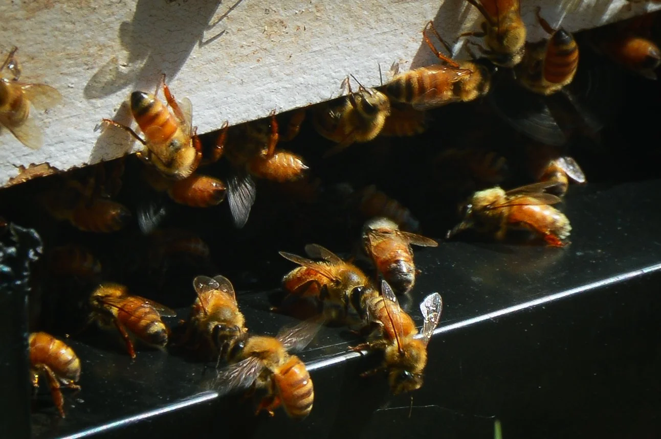 Pipco Bees, Pitcairn Honey
