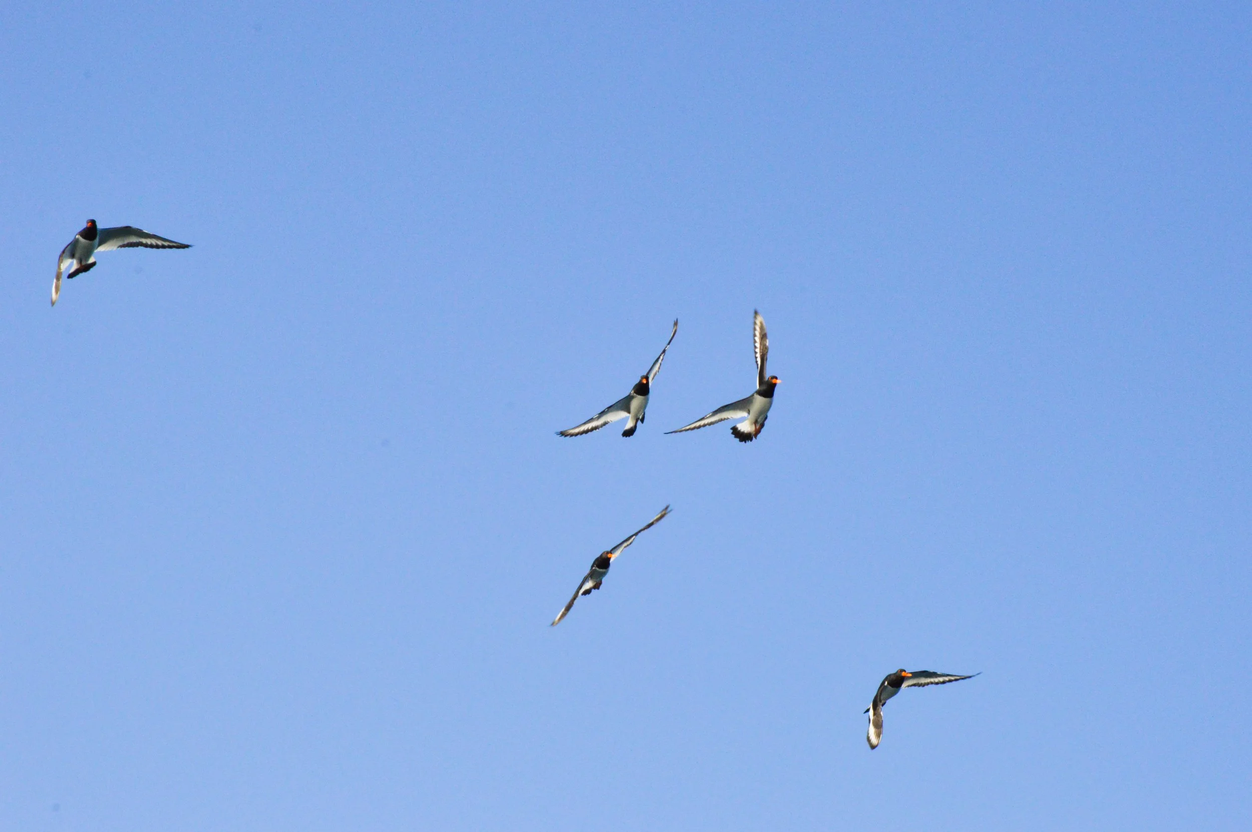 Oystercatchers, Kaldfjord
