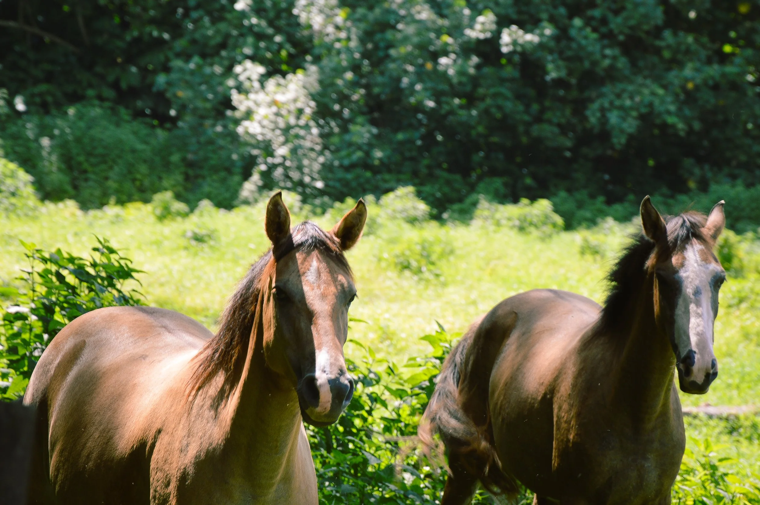 Buckskin Sabino, Mo'orea
