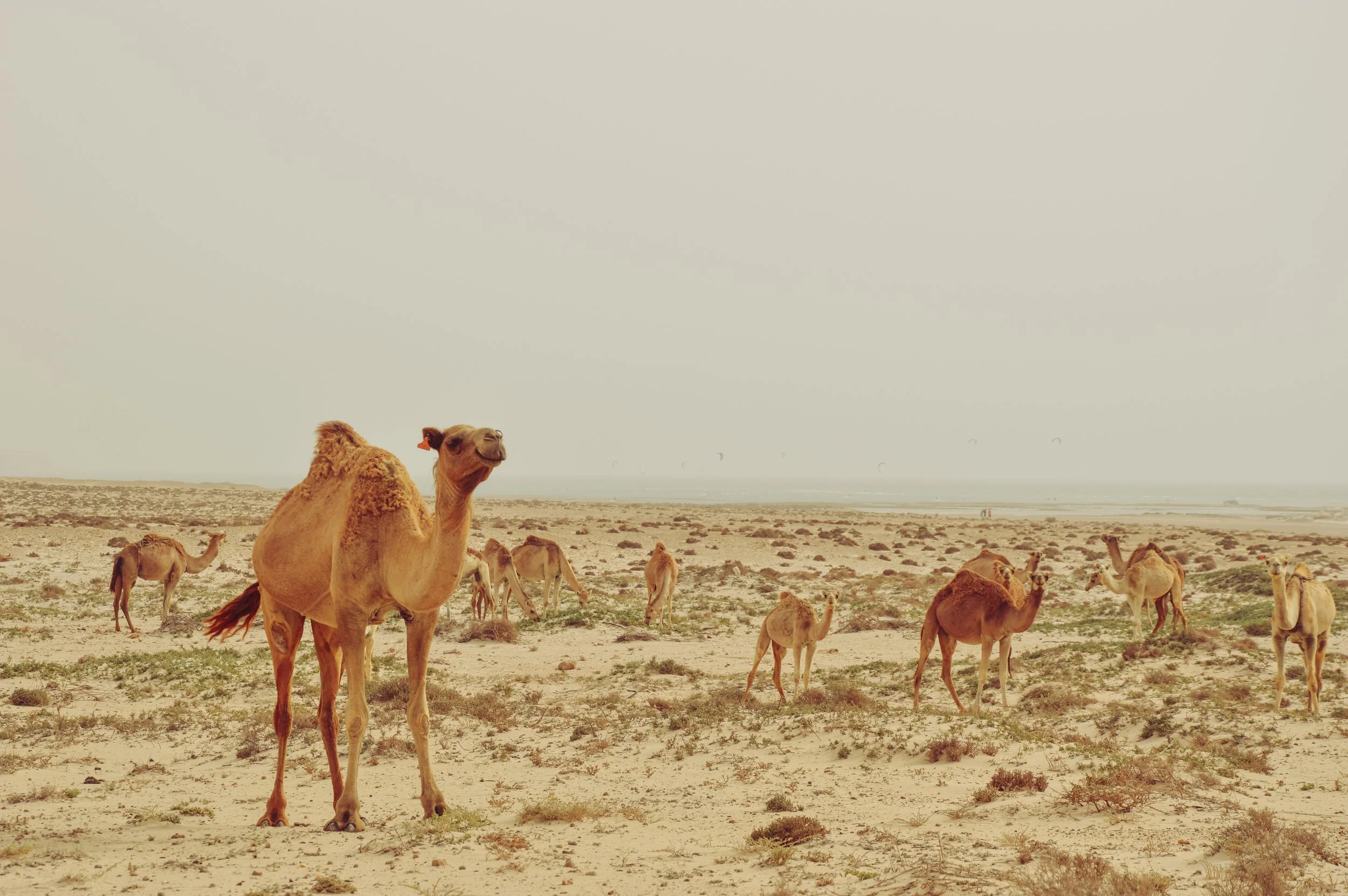 Tough Crowd, Dakhla Lagoon