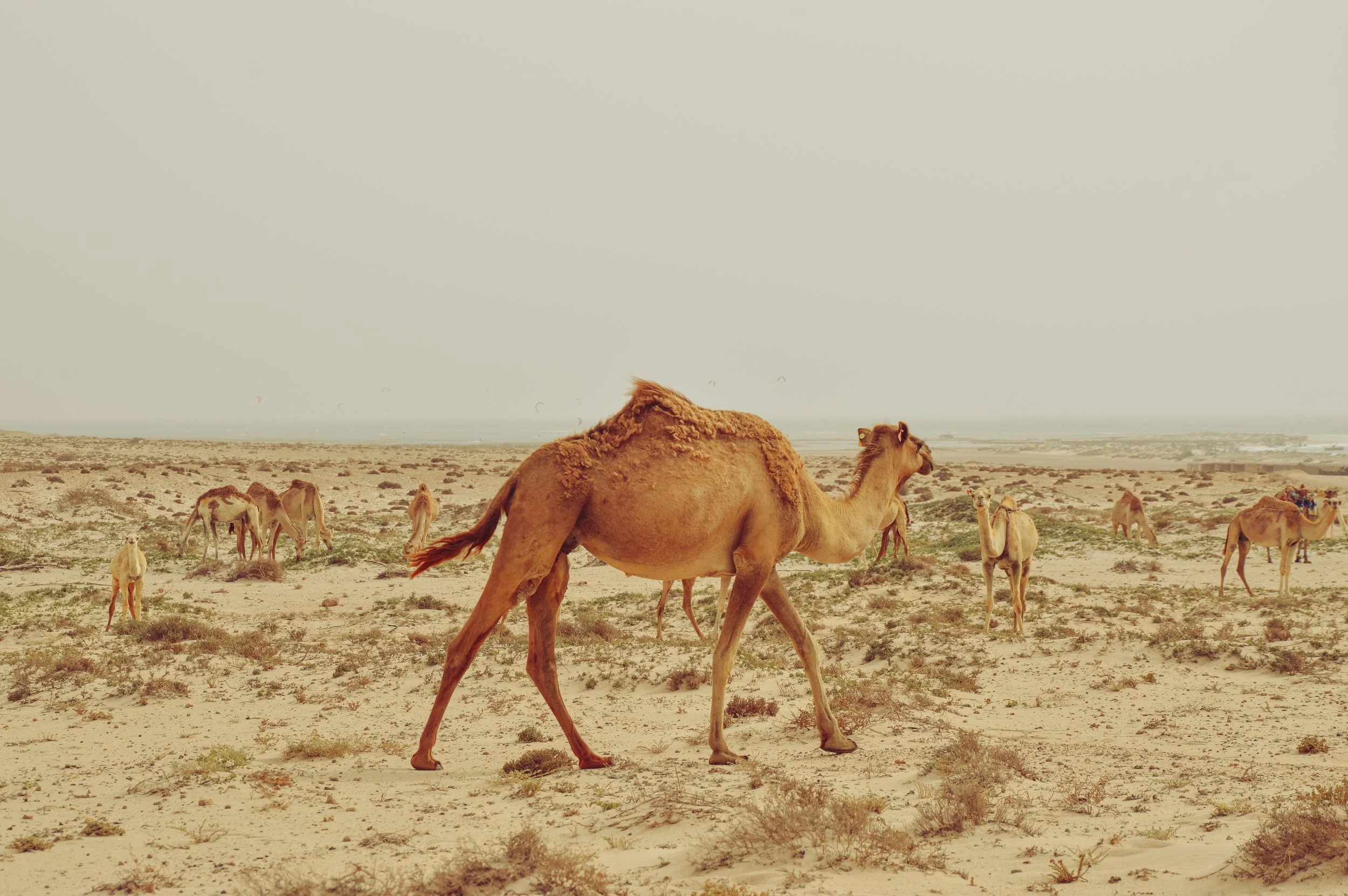 Camera Shy, Dakhla