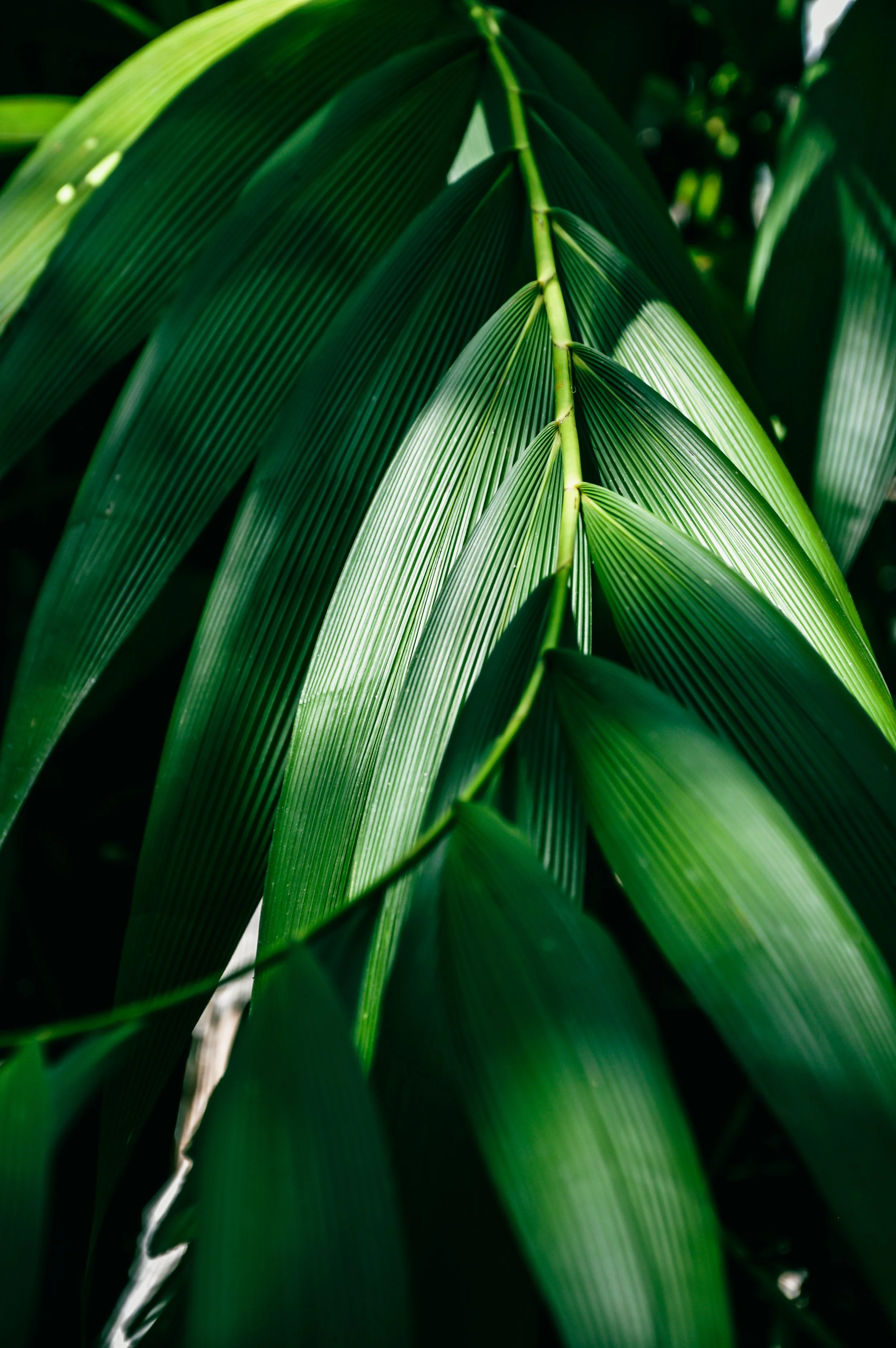 Jungle Path , Solomon Islands