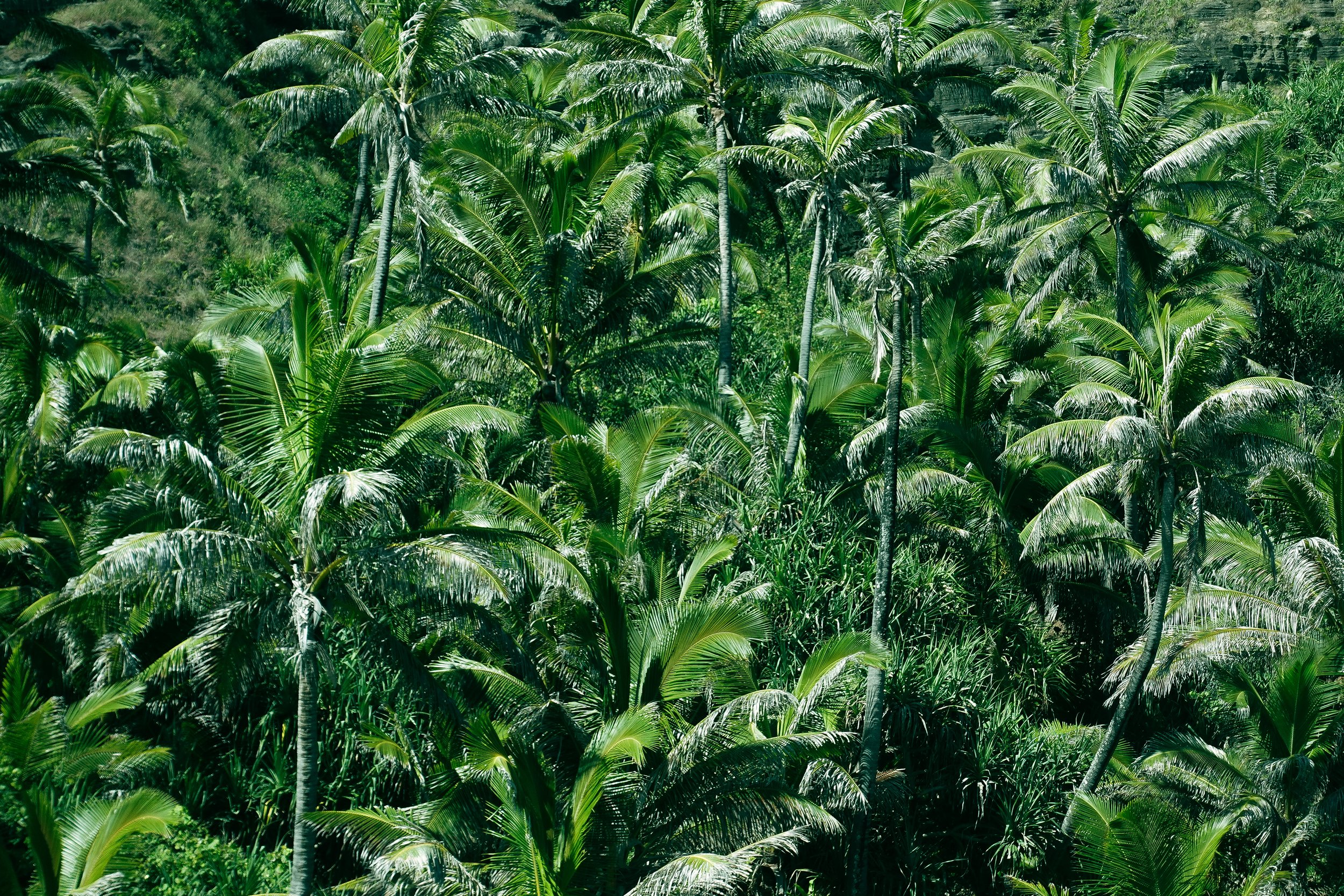 Jungle, Pitcairn Greenery
