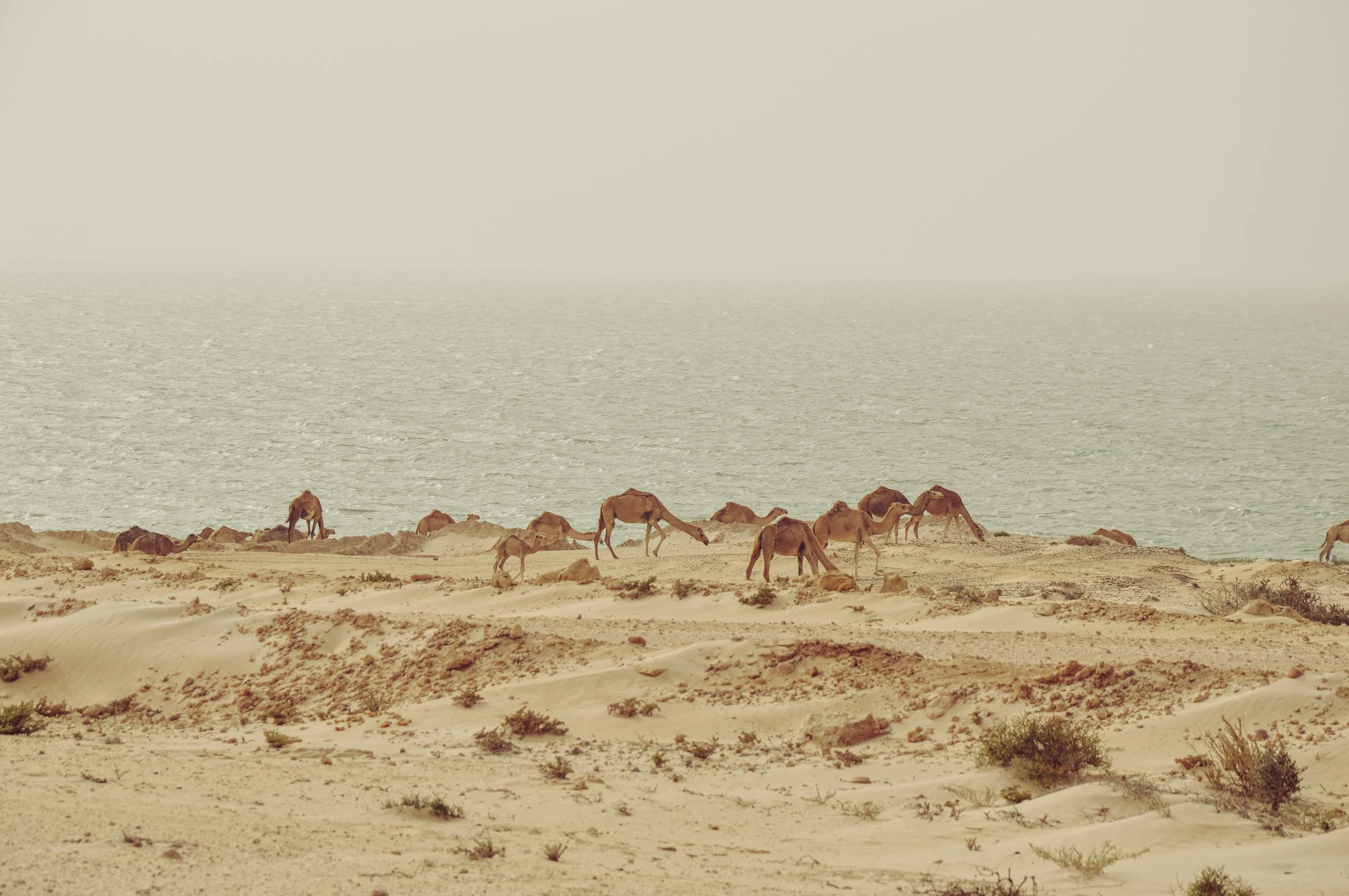 Camel Grazing, Dakhla
