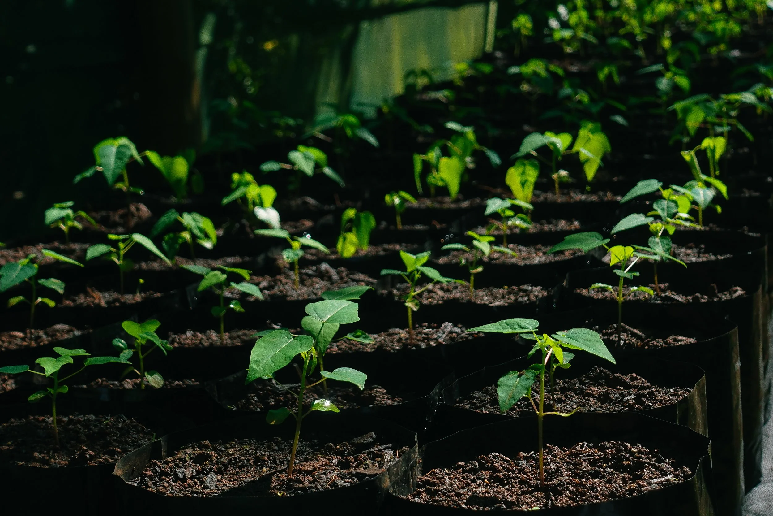 Young Papaya Plant, Kimi's Greenhouse 