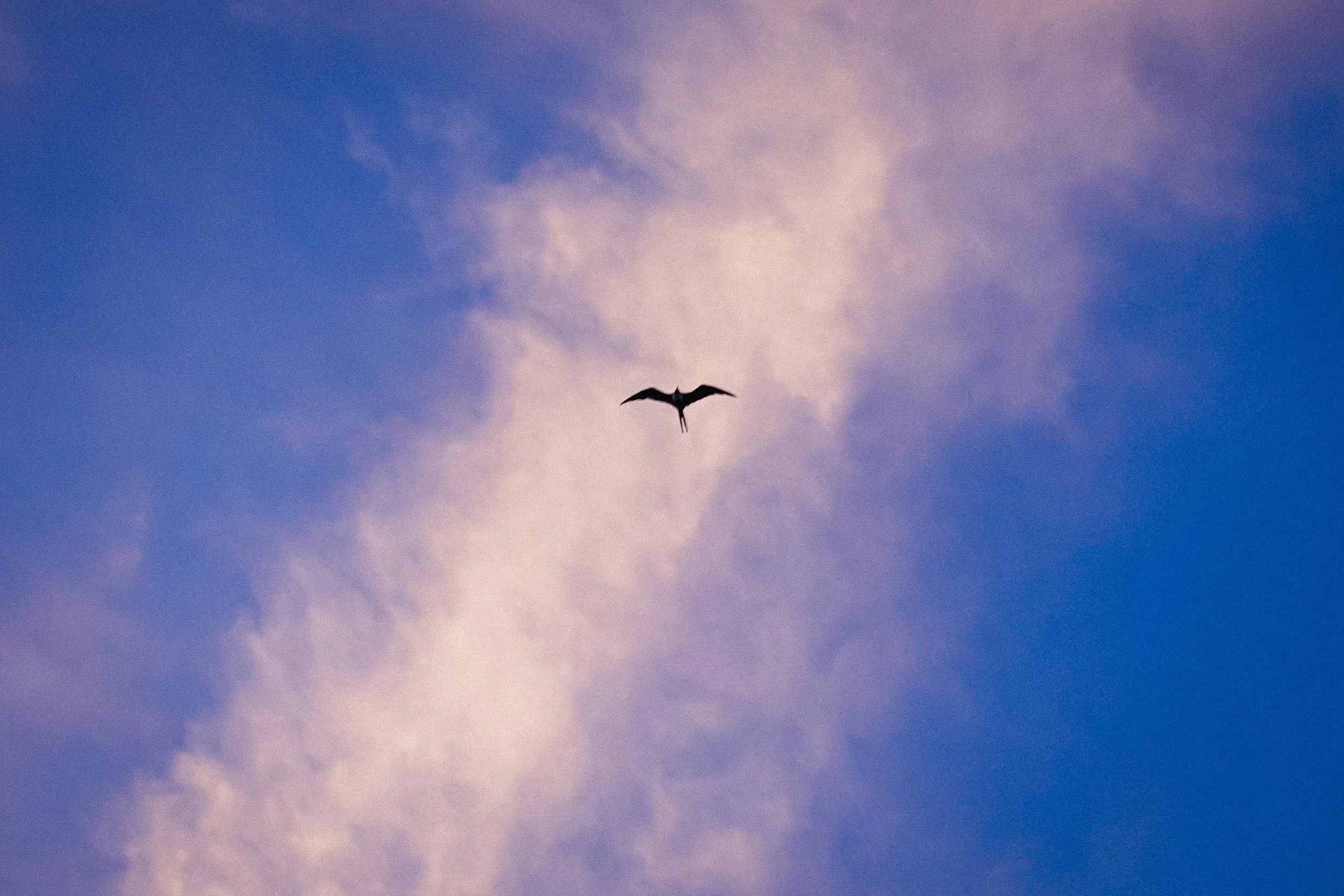 Henderson Petrel, Bounty Bay
