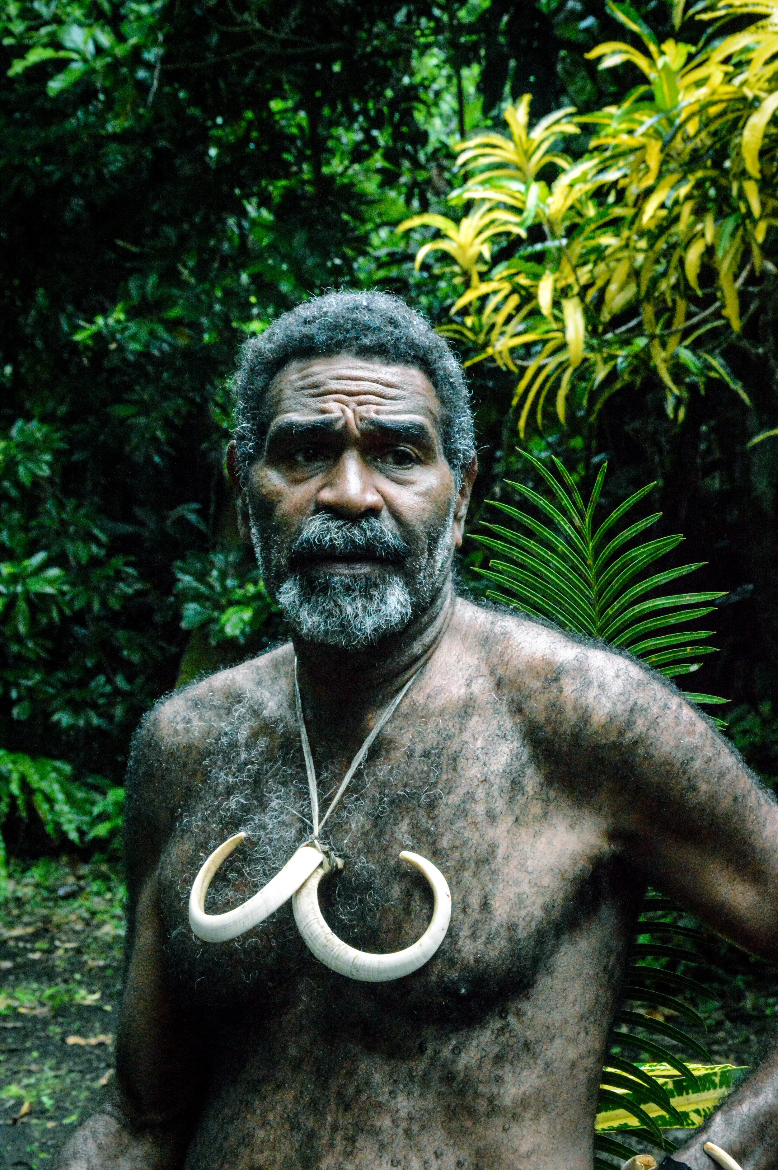 Double Boar Tusk , Vanutatu