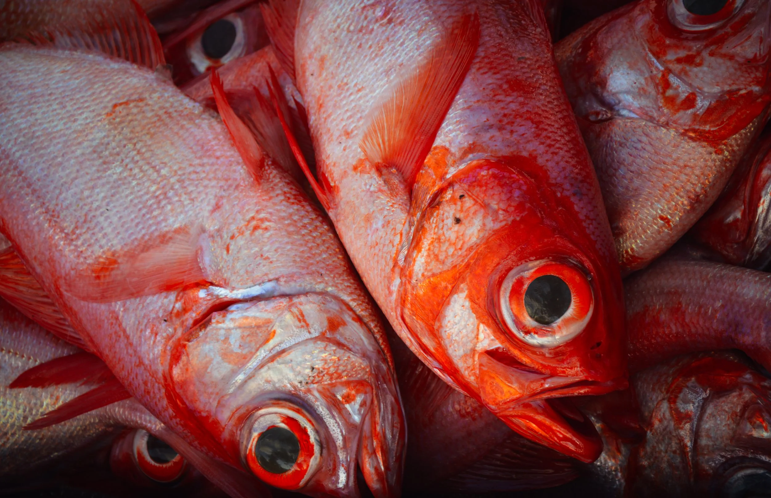 Etelis Boweni, Hanga Roa Otai