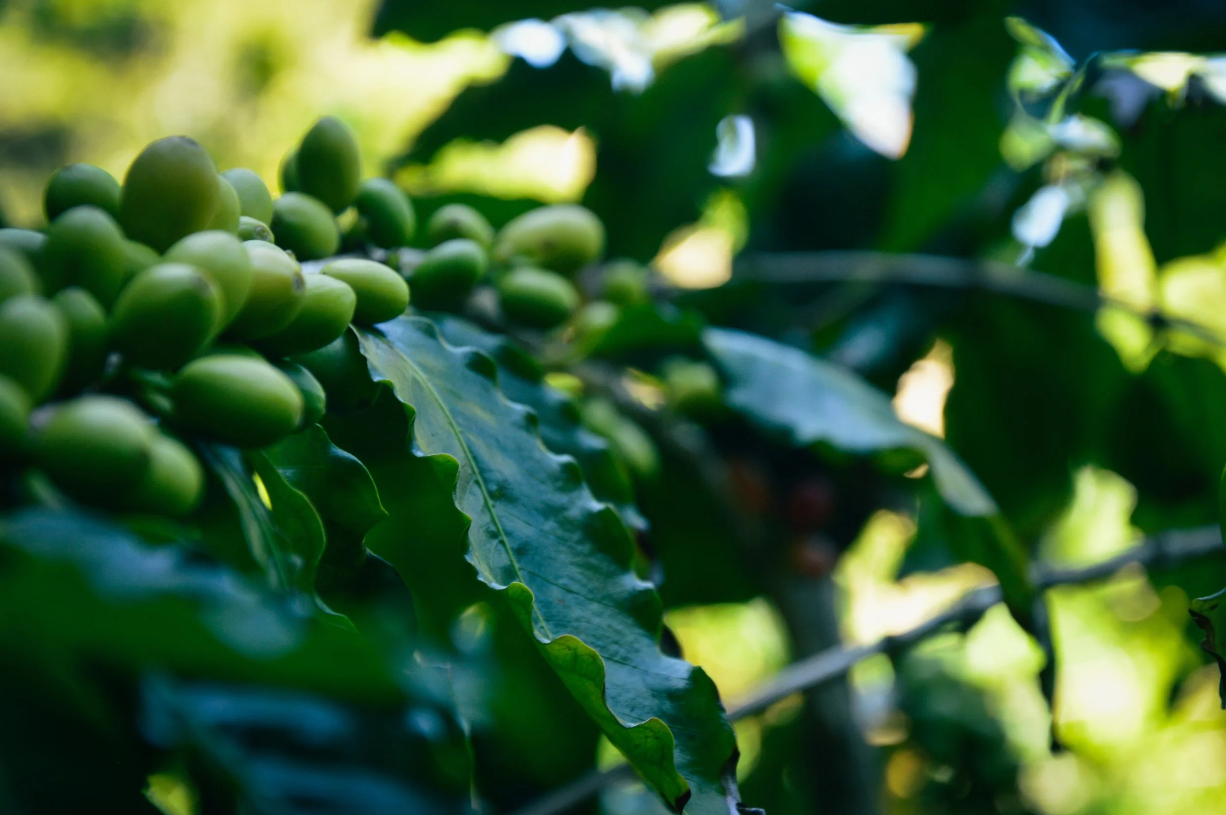 Immature Beans, sea Island Coffee Production