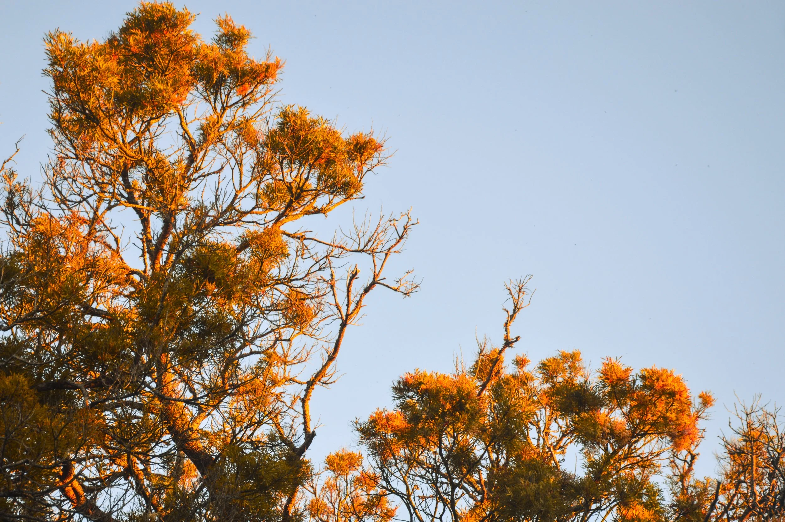 Sunset Trees, Emily Moon