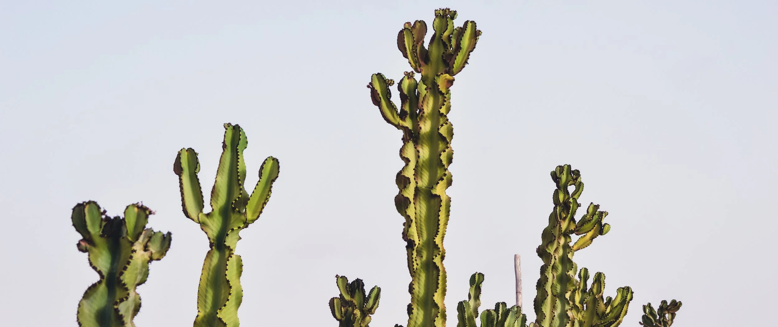 Cactus Skyline, La Tour d'Eole 