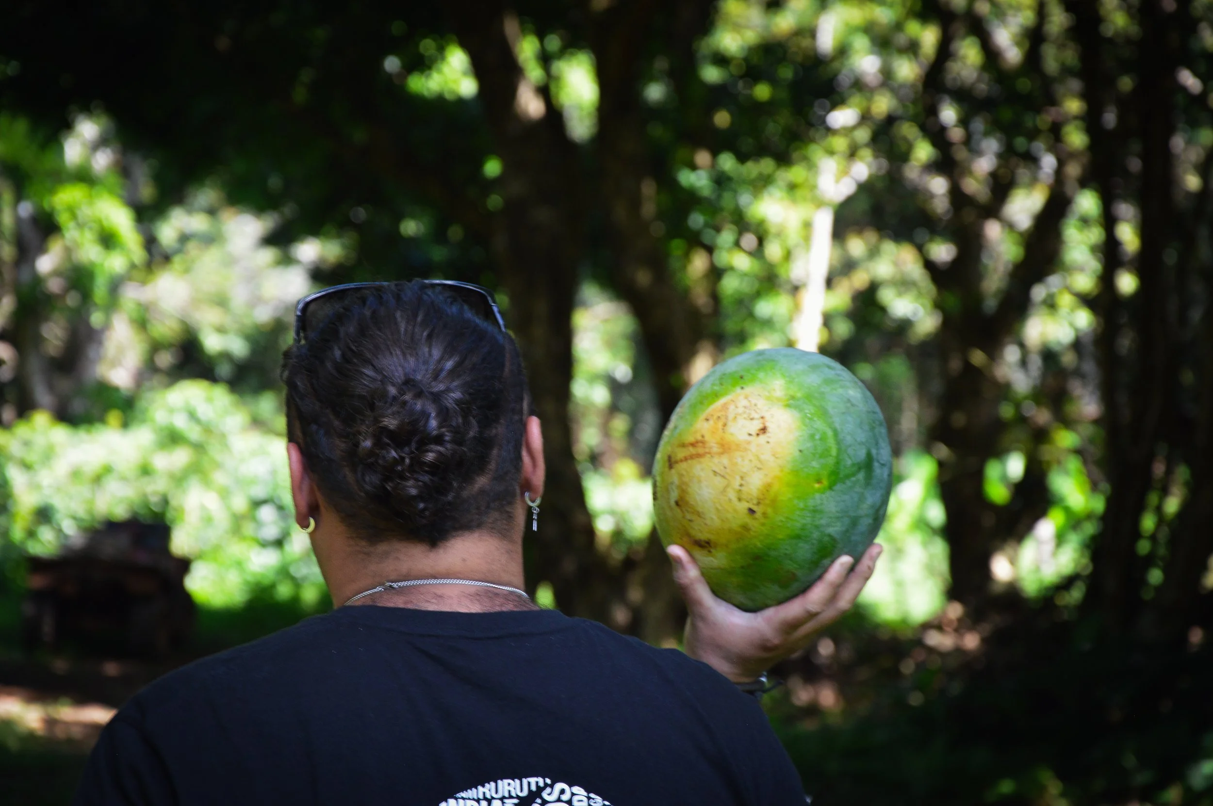 Melon Picking, Kimi's Plantation