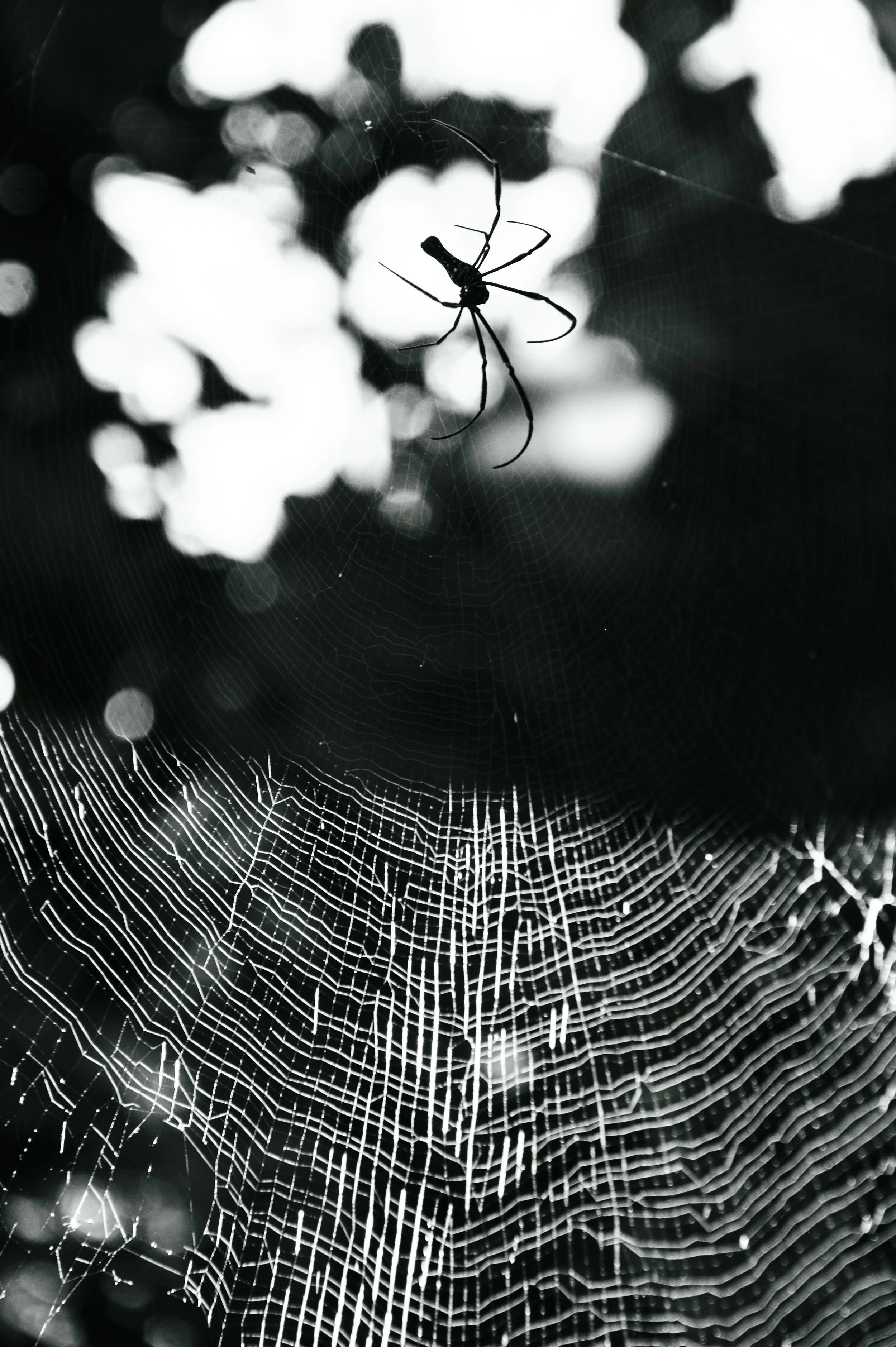 Sunlit Web , Solomon Islands