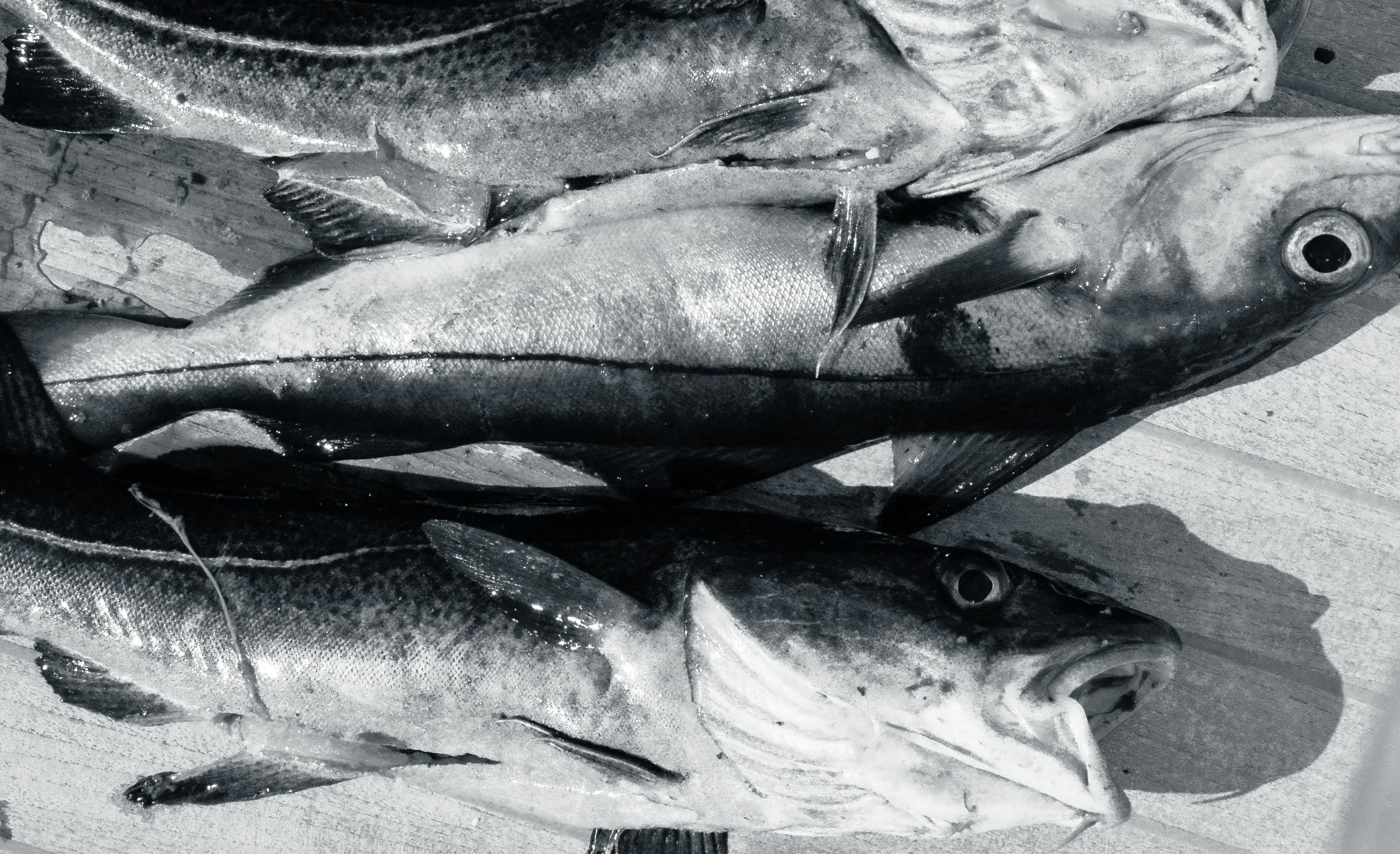 Catch Of The Day, Aft Deck