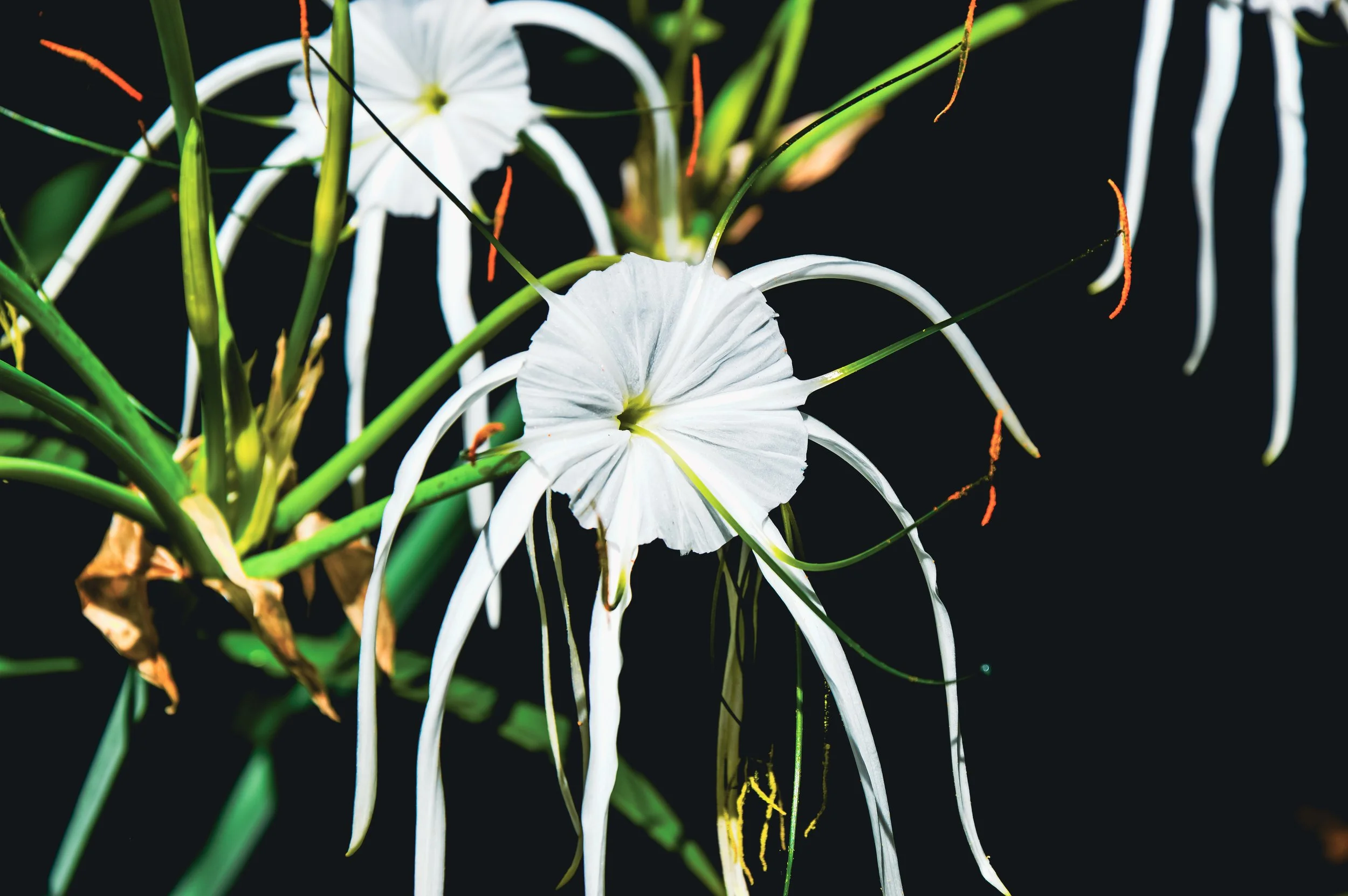 Pitcairn Flora, Adamstown