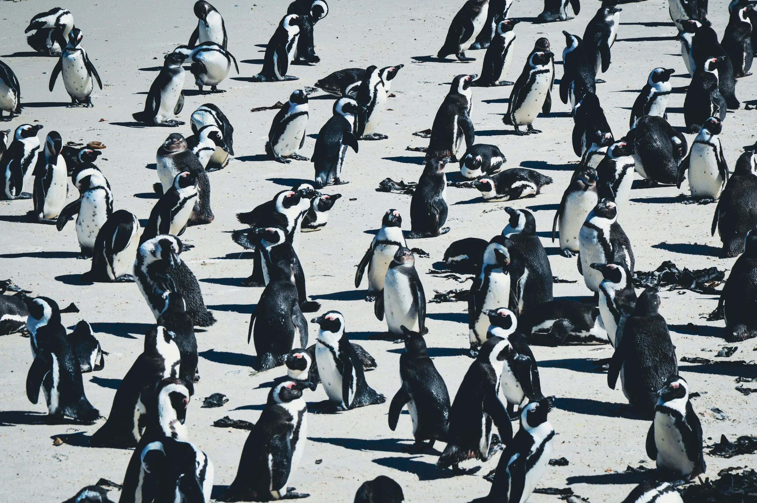 African Penguins, Boulders Beach