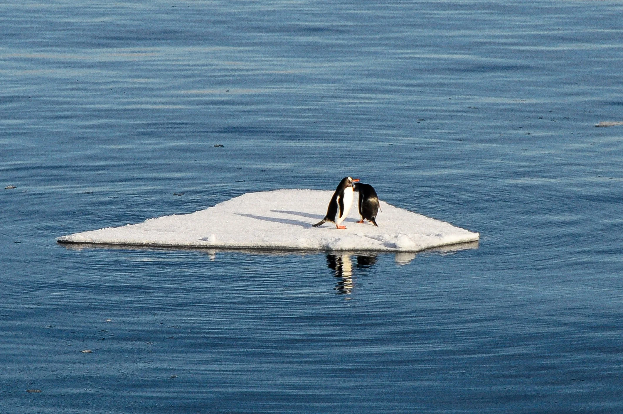 Happy Feet, Paradise Bay